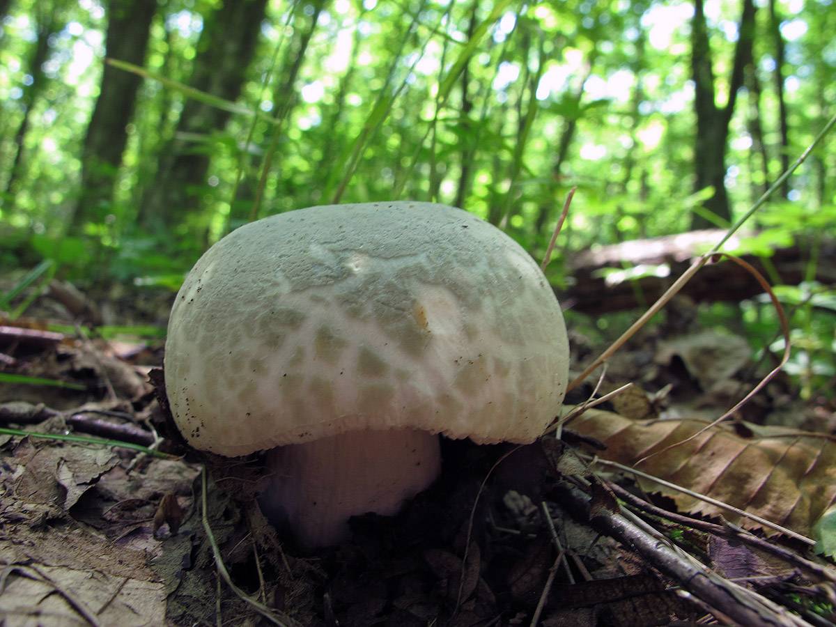 Королевский гриб Приморского края