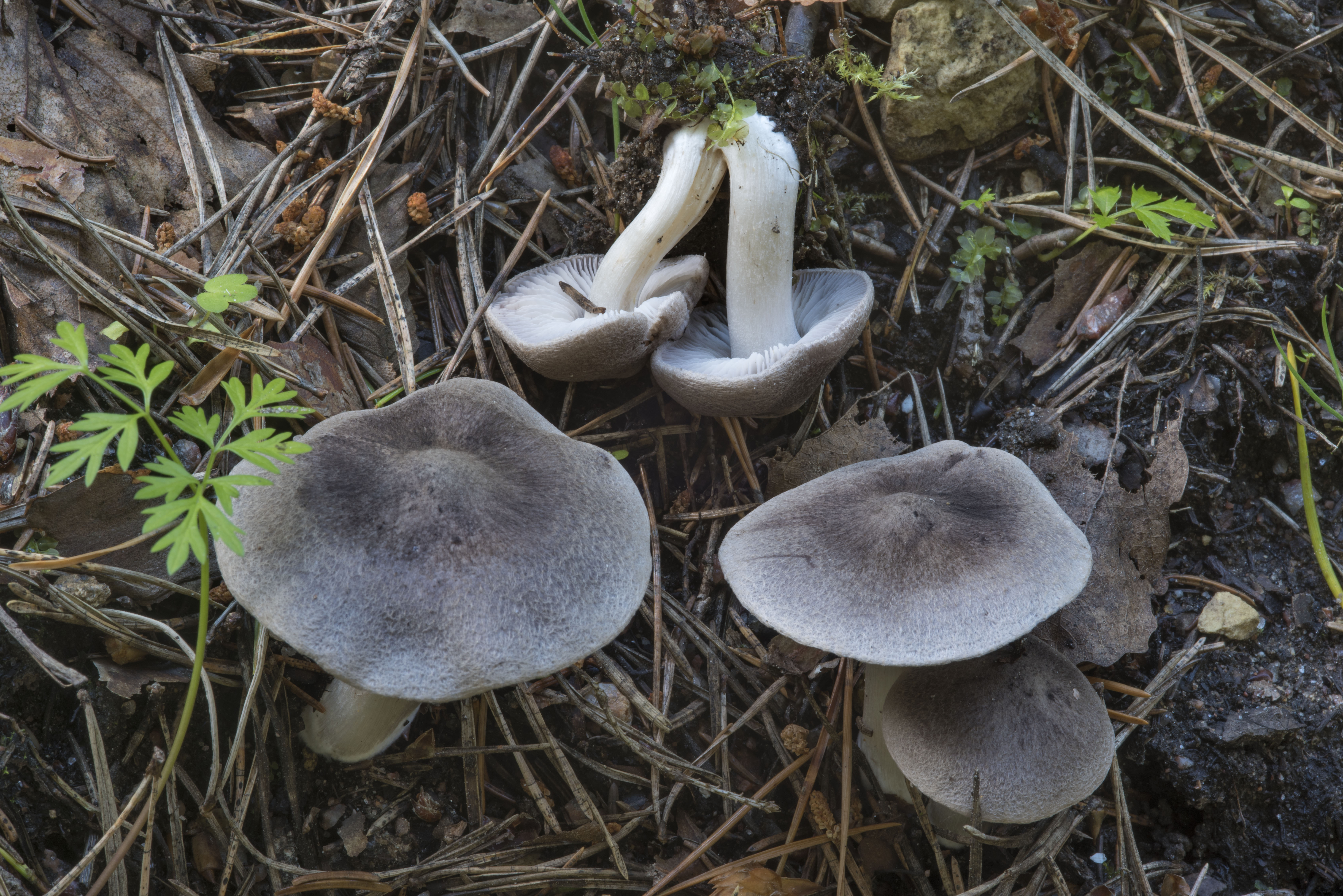 Рядовка Еловая грибы