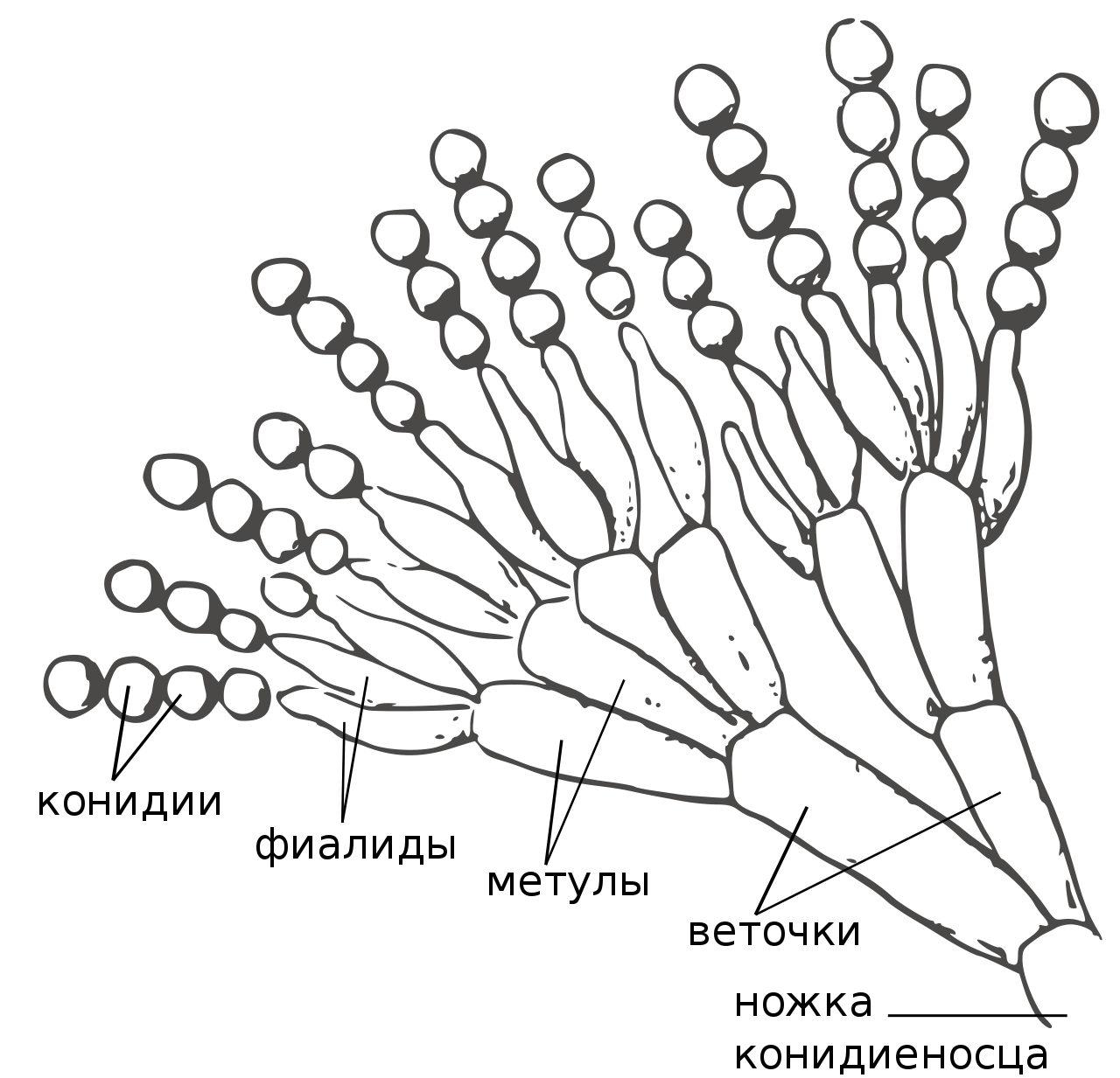 Конидиеносцы пеницилла. Структура пеницилла. Пенициллин гриб строение. Penicillium chrysogenum конидиеносцы. Мицелий гриба пеницилла
