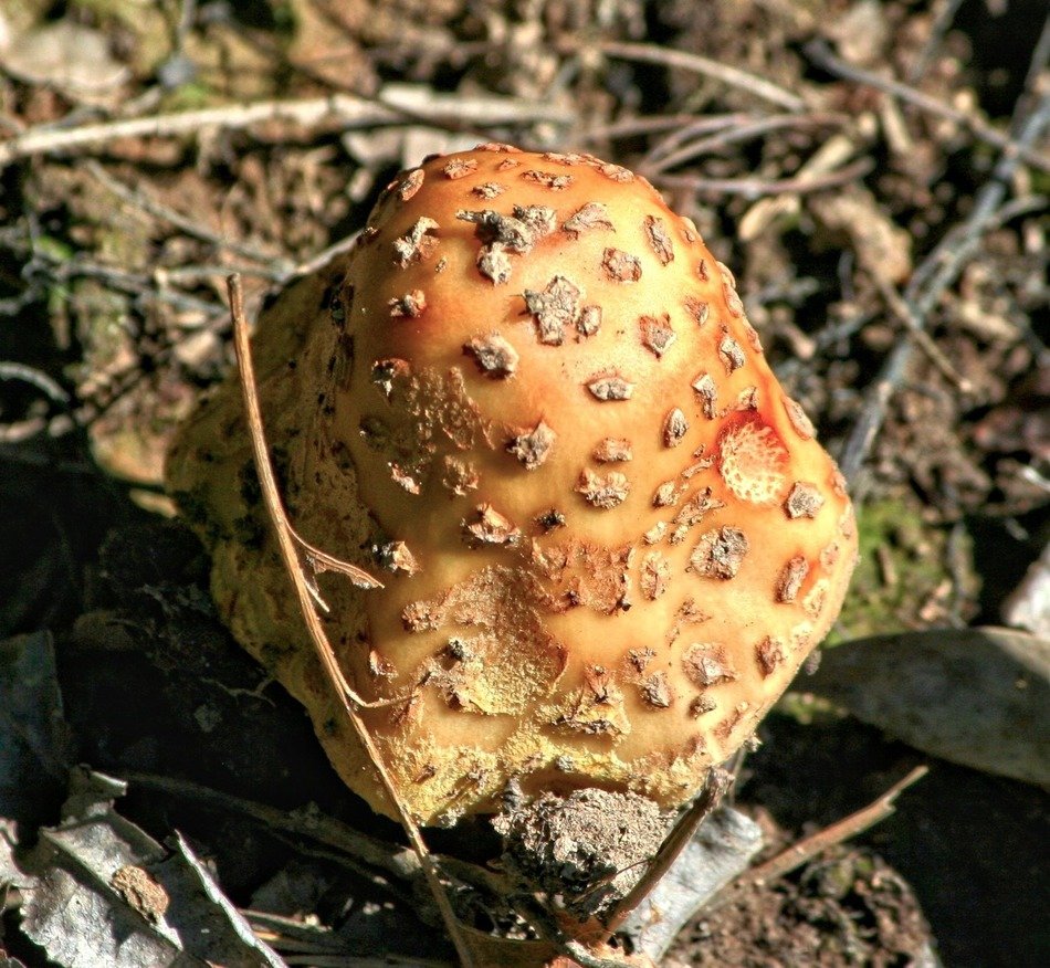 Краснухи грибы