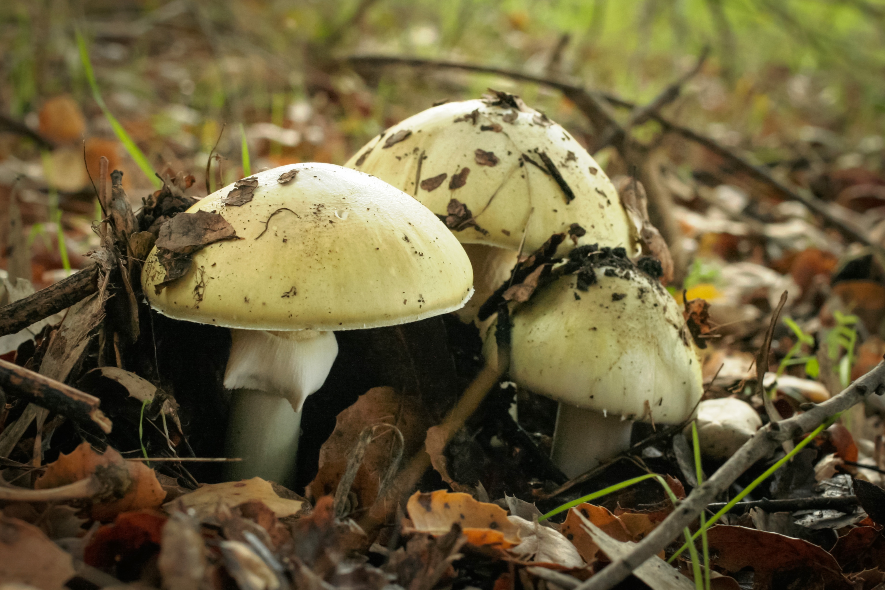Ядовитые вещества грибы. Бледная поганка гриб. Лесные поганки. Бледная поганка гриб фото. Ядовитые грибы Марий Эл.