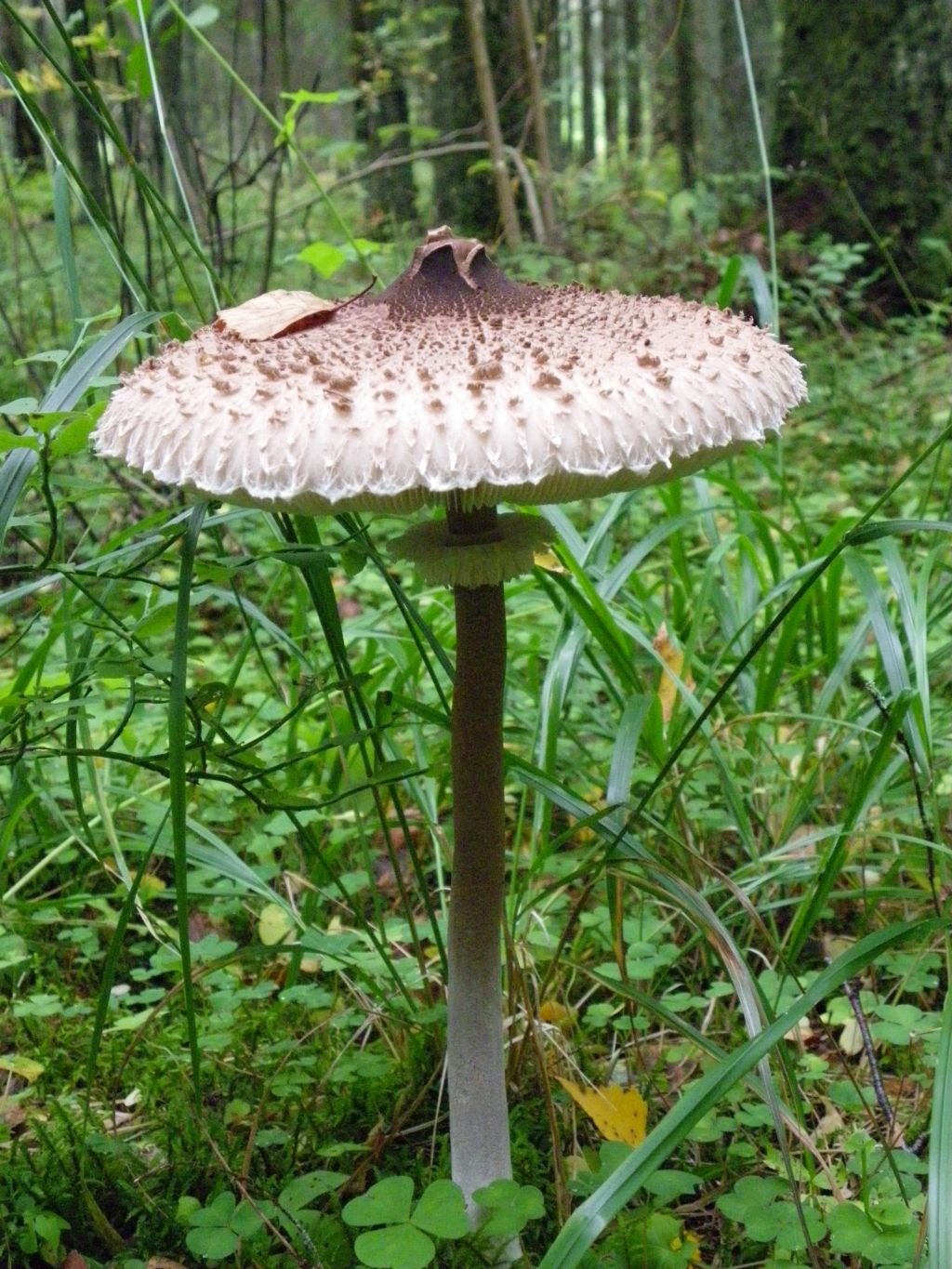 Зонт гриб съедобный