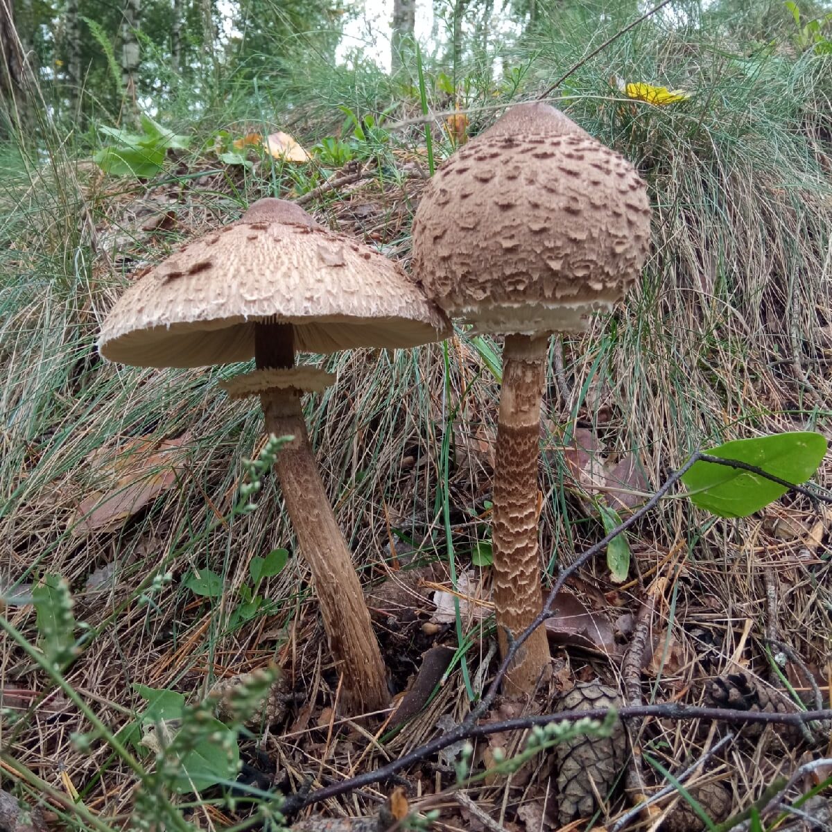Зонтик Оливье гриб