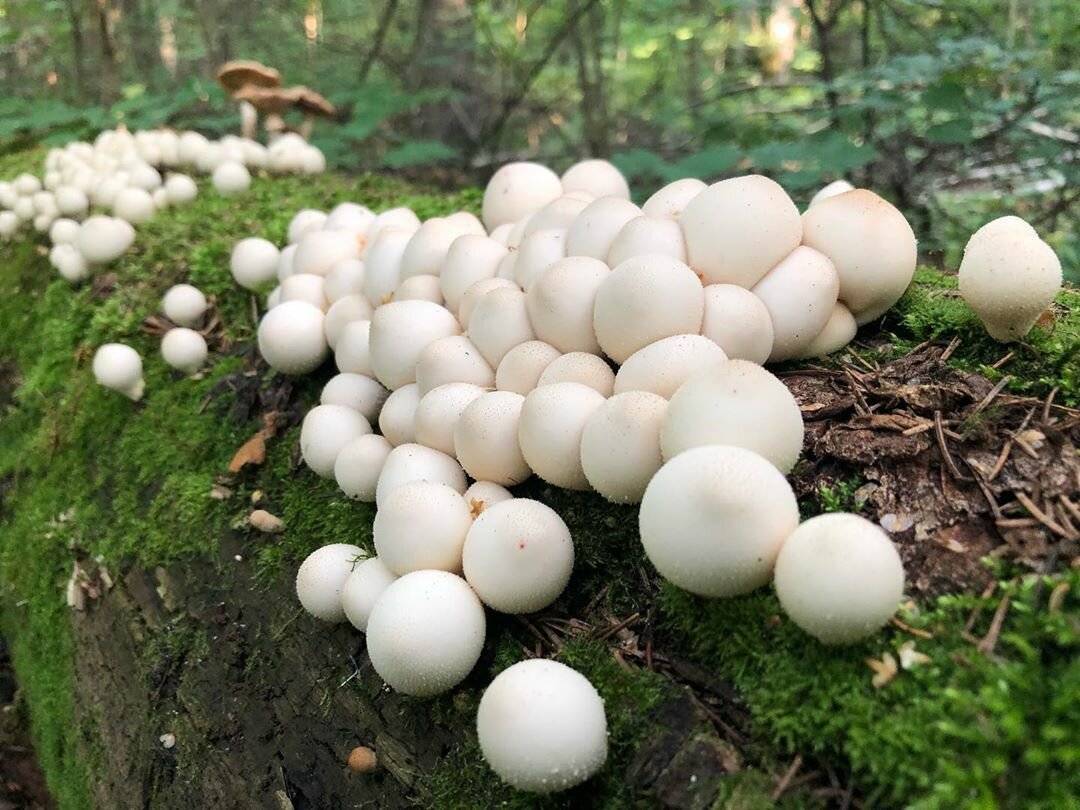 Яичный гриб в краснодарском крае фото и описание
