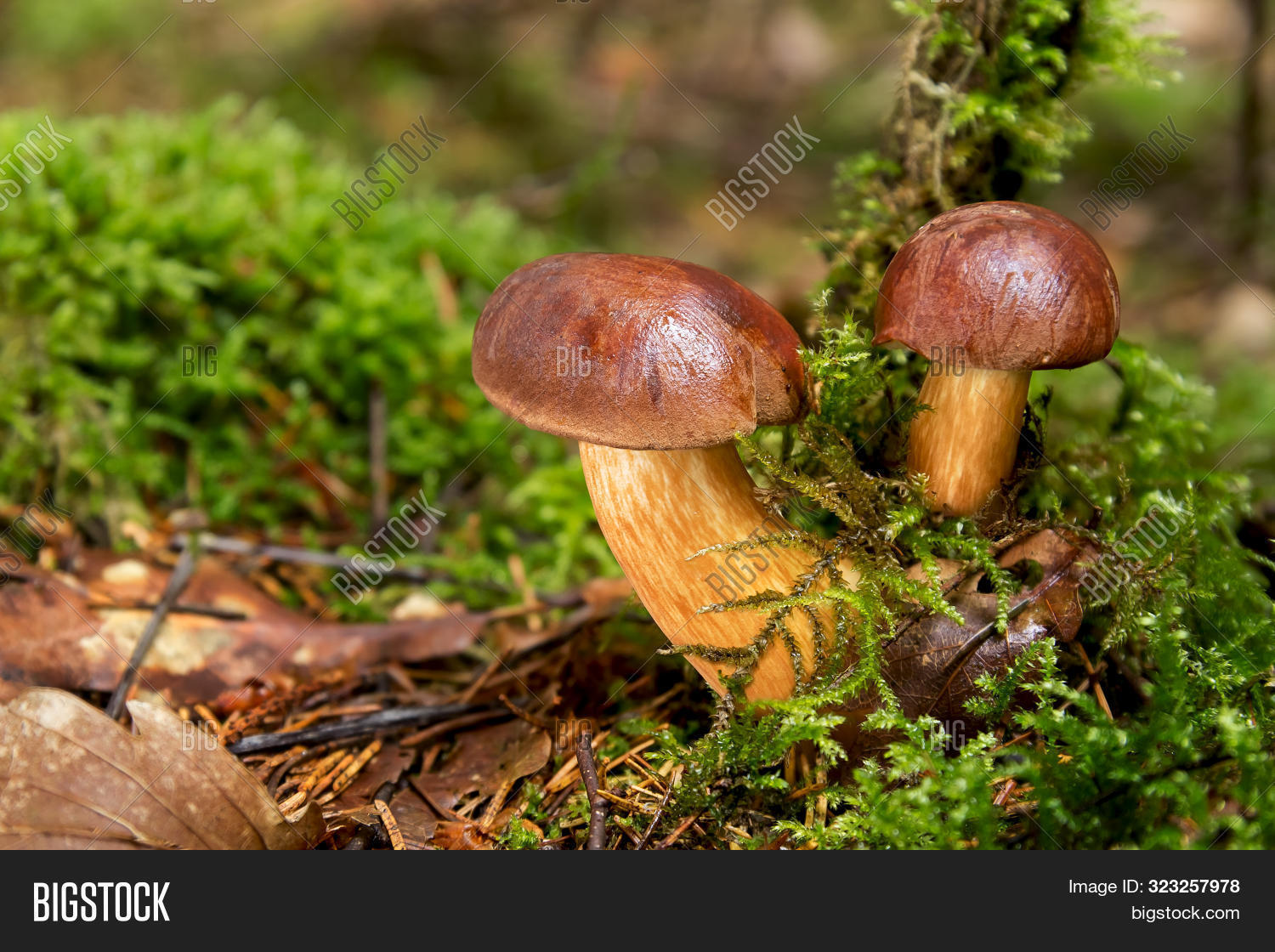Польский гриб и его двойники