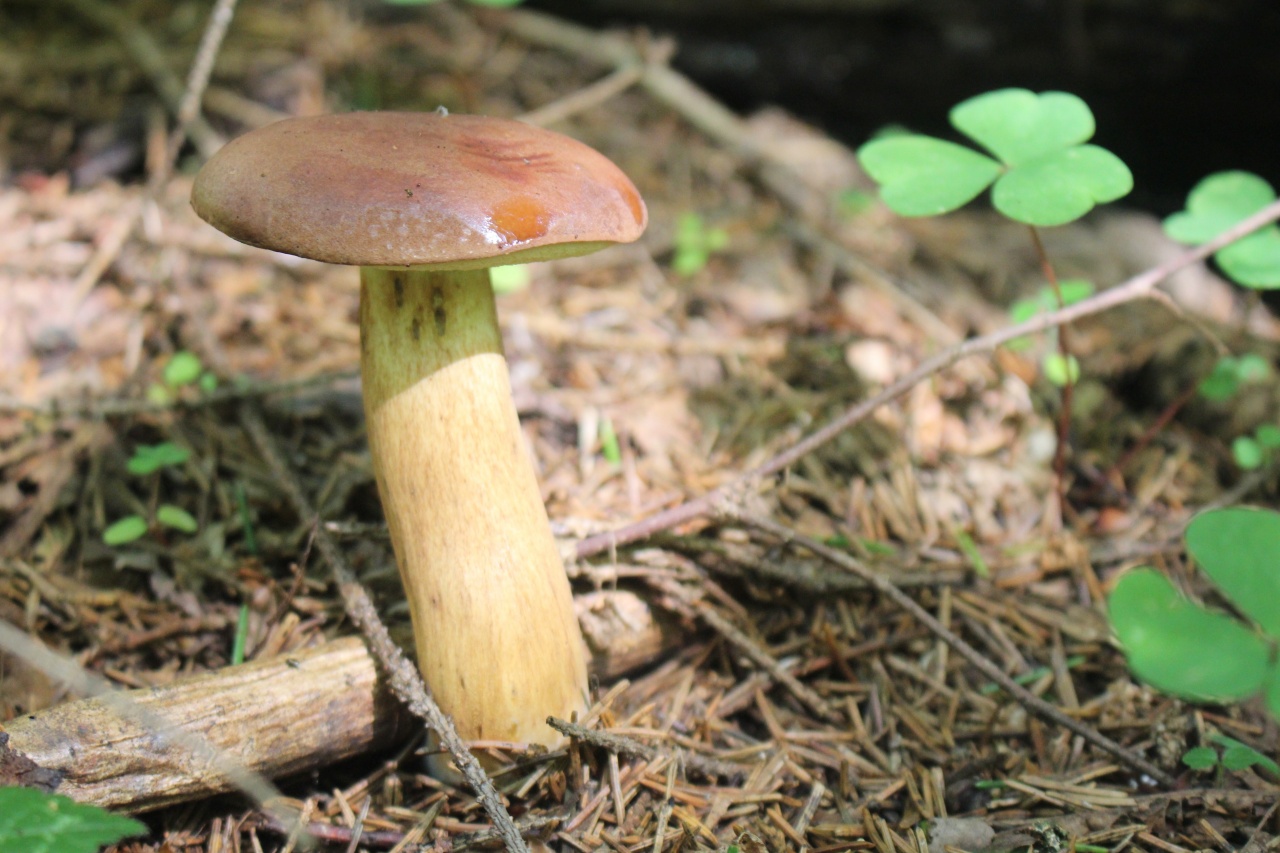 Польский гриб Панский гриб