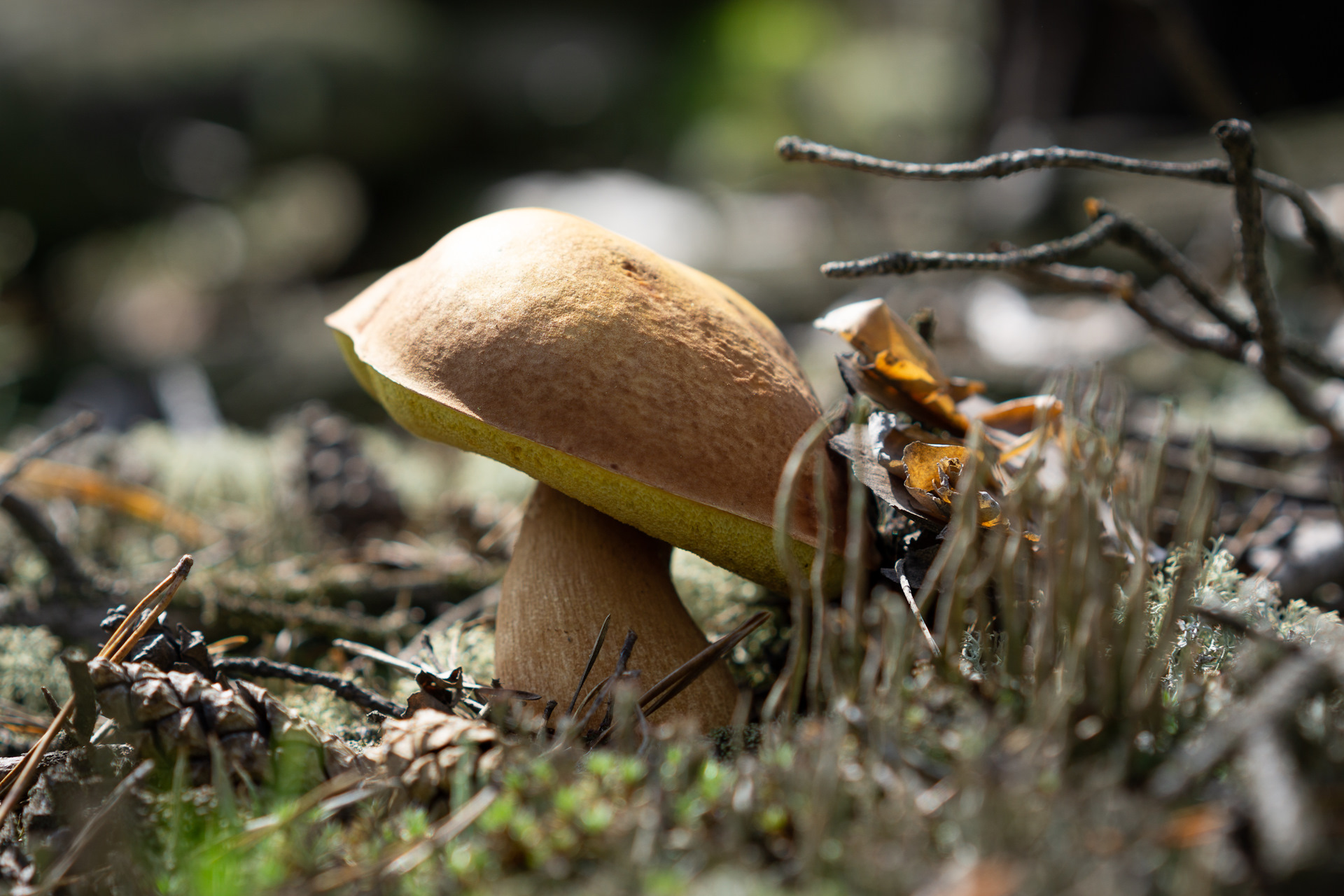 Красивые фотографии грибы моховики