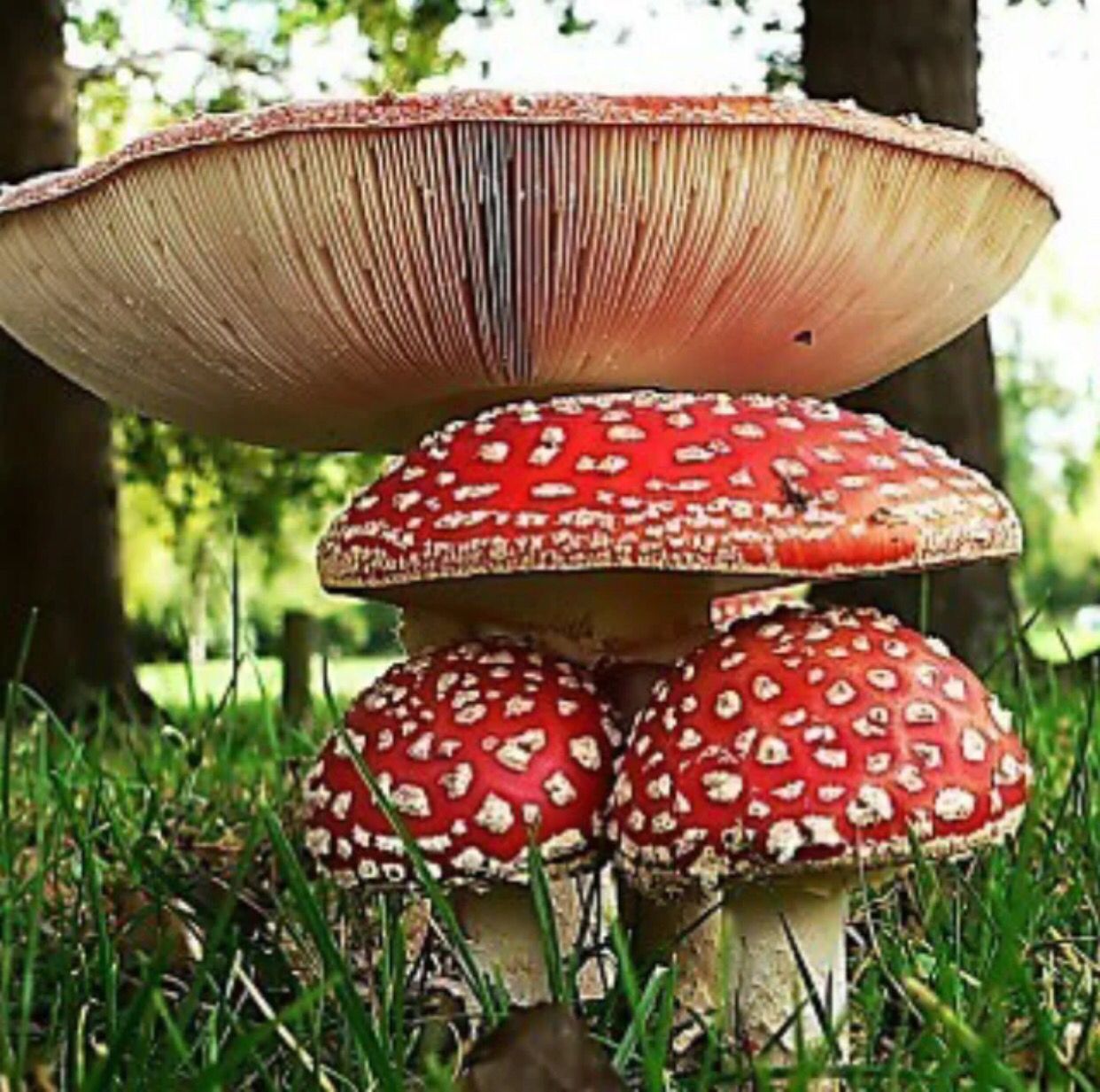 Необычные шляпки грибов