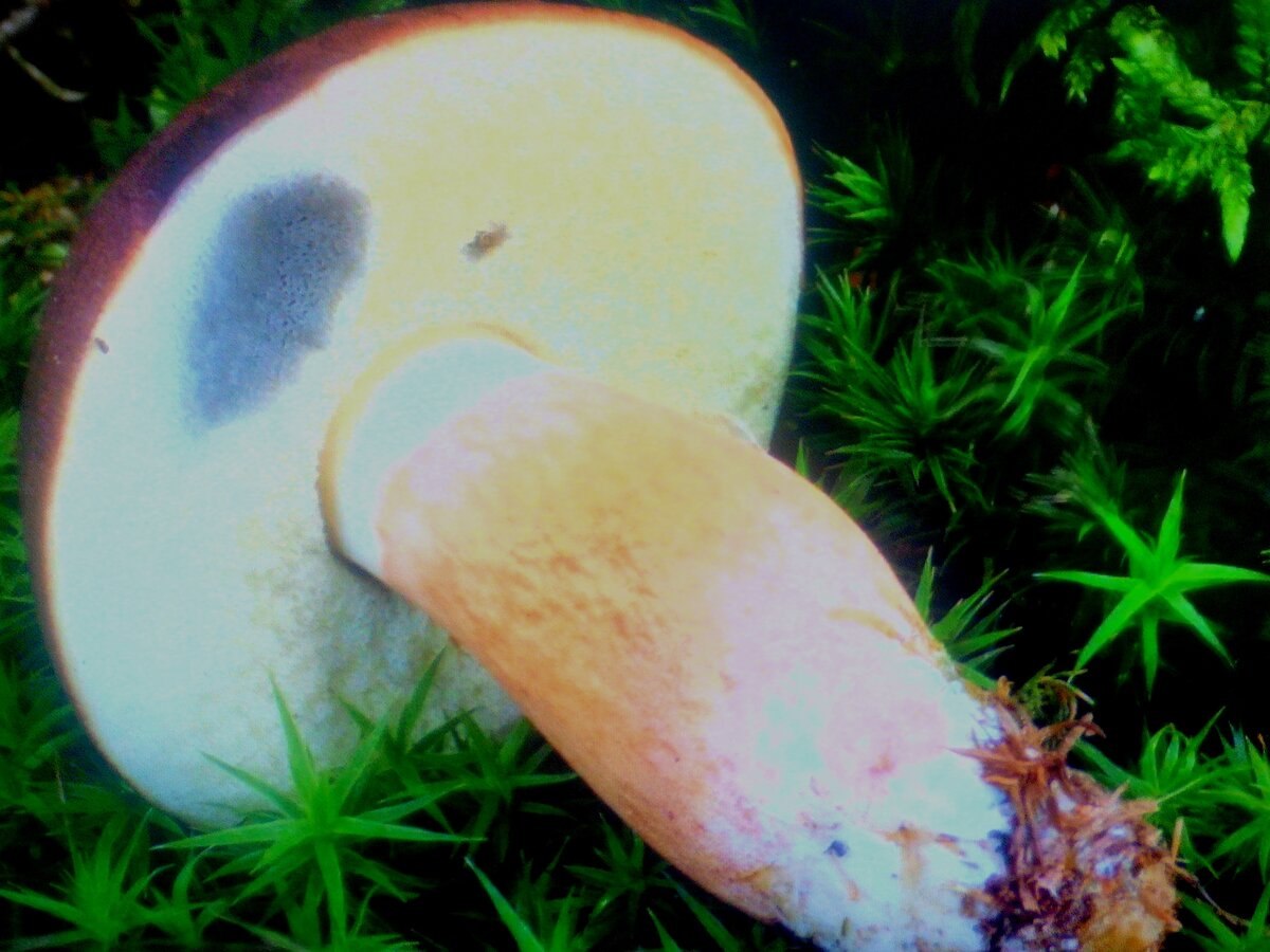 Польский гриб- сатанинский гриб