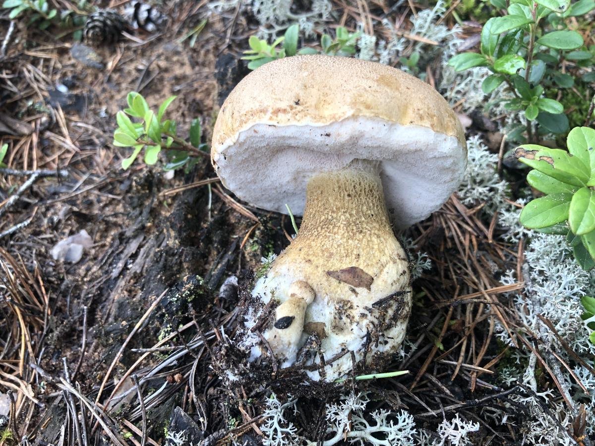 Жёлчный гриб горькушка