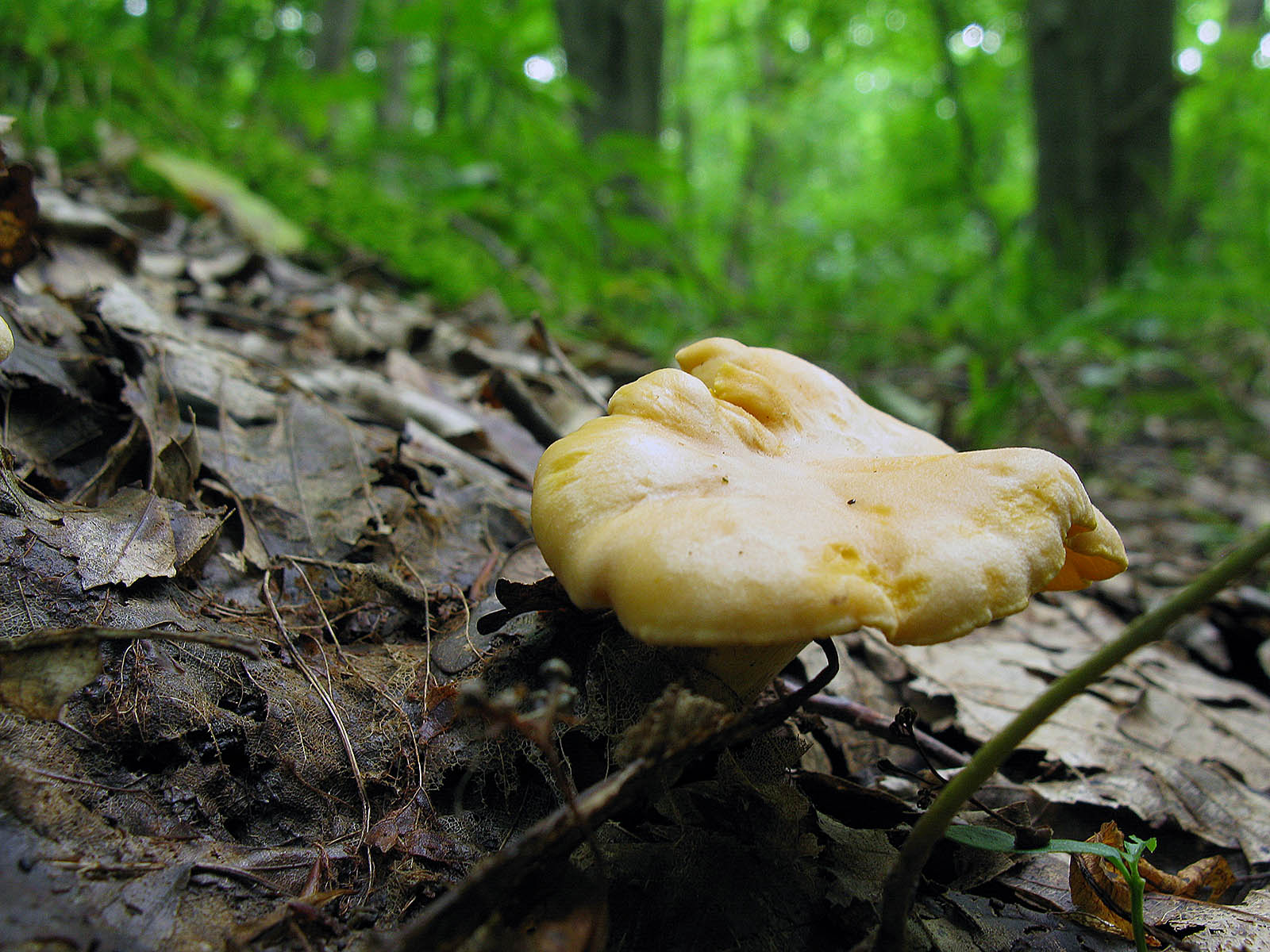 1 весенние грибы. Весенние грибы в Подмосковье съедобные. Ранние весенние грибы в Подмосковье. Ранние грибы Подмосковья съедобные. Условно съедобные весенние грибы Подмосковья.
