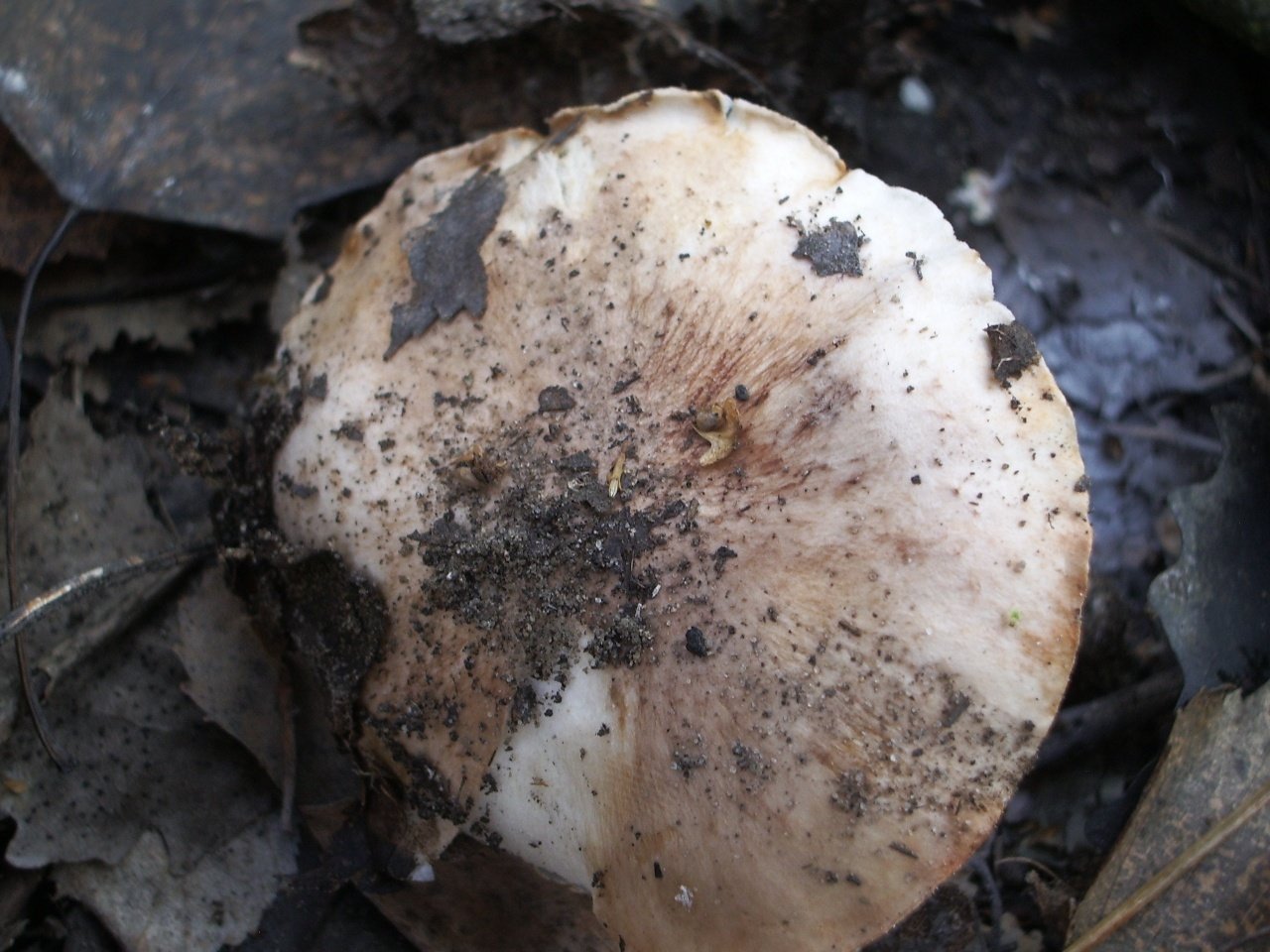 Tricholoma populinum гриб