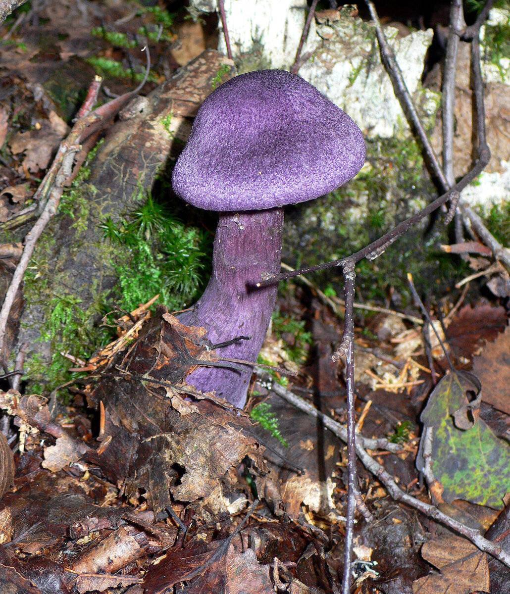 Паутинник фиолетовый ареал
