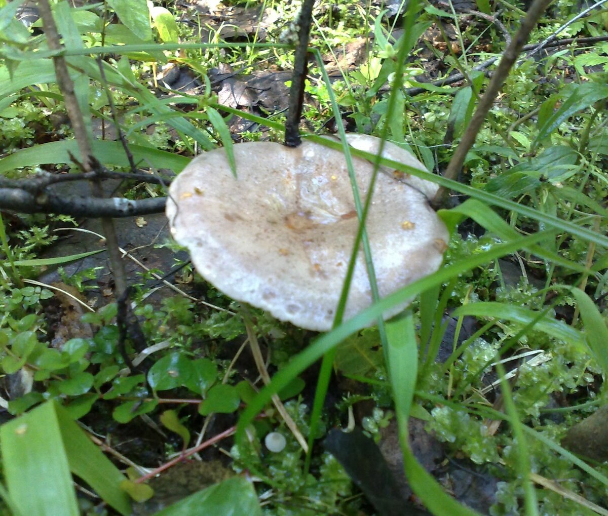 Попутки грибы фото