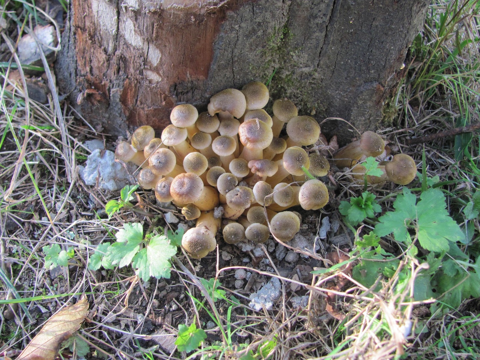 грибы опята травянистые фото