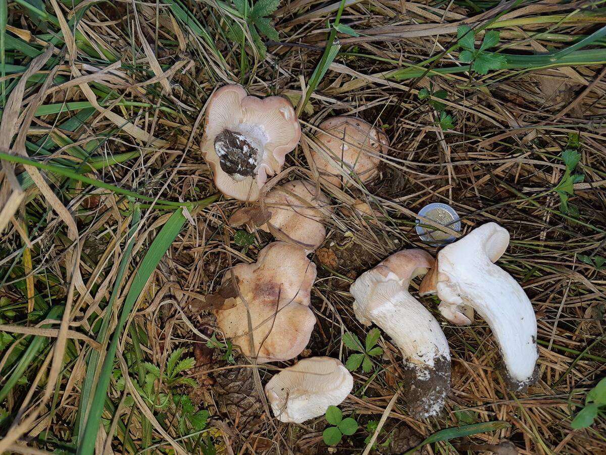 фото и название грибов весенних