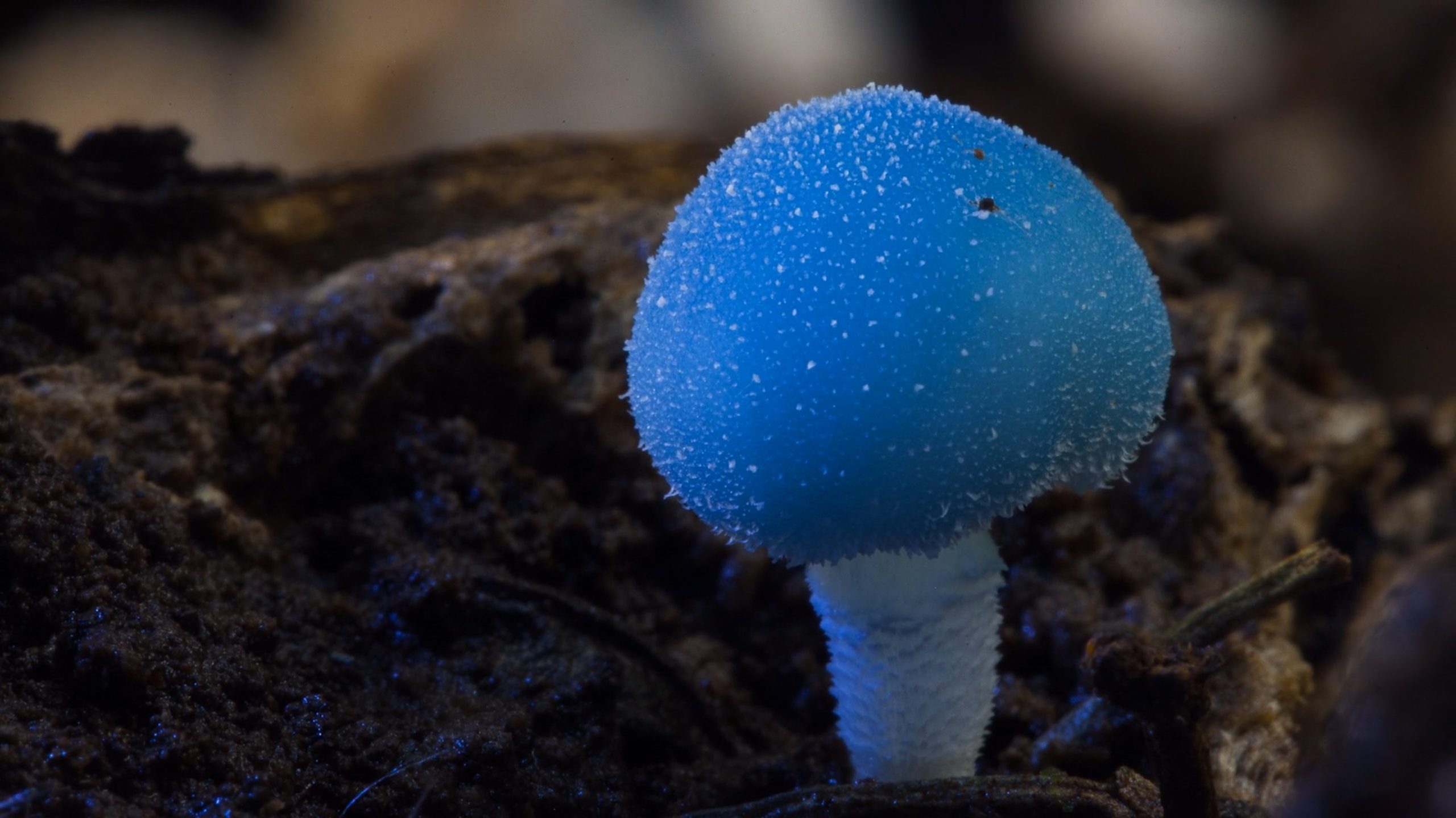 Фантастические грибы fantastic fungi 2020
