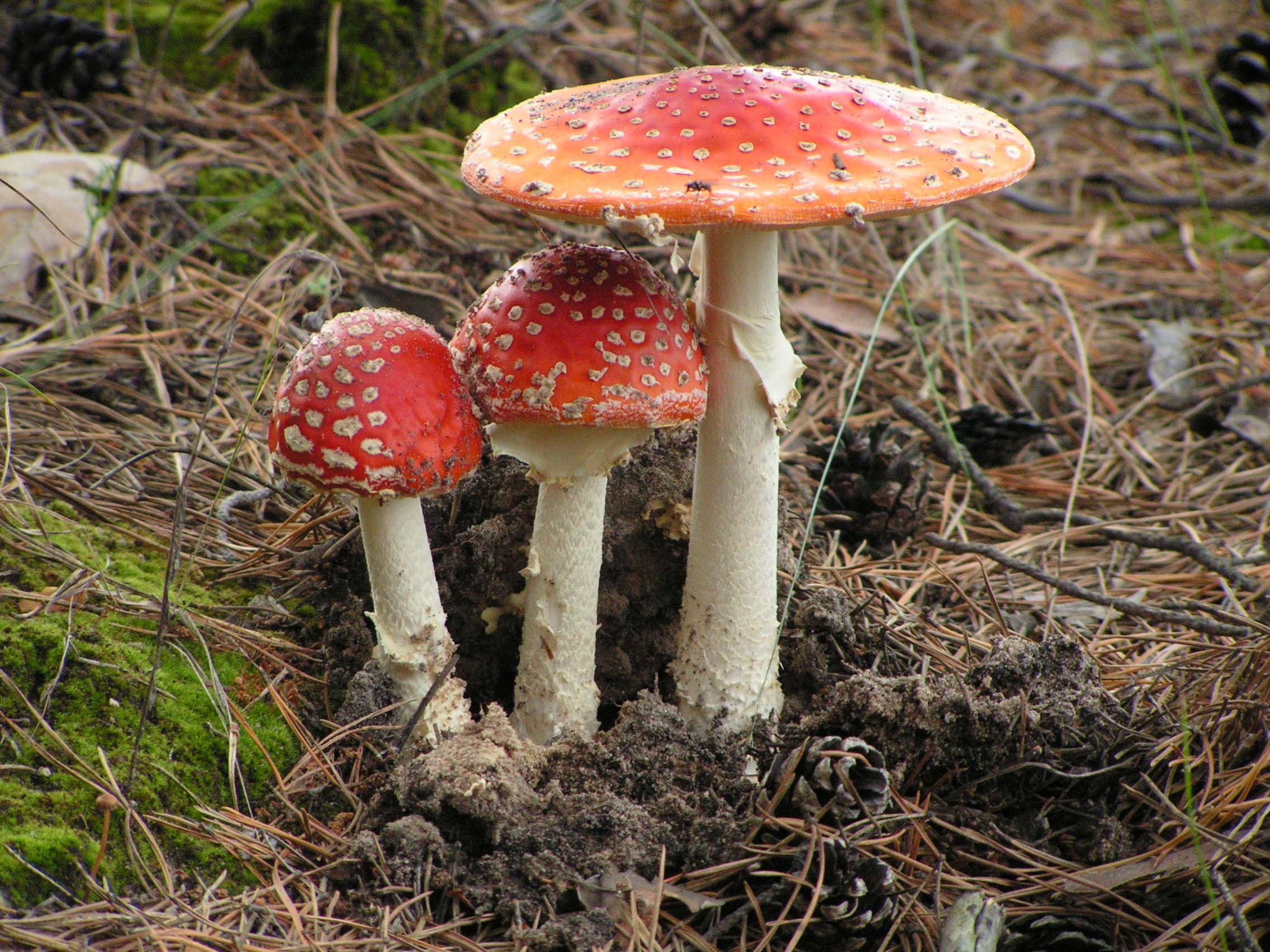 Красная поганка гриб