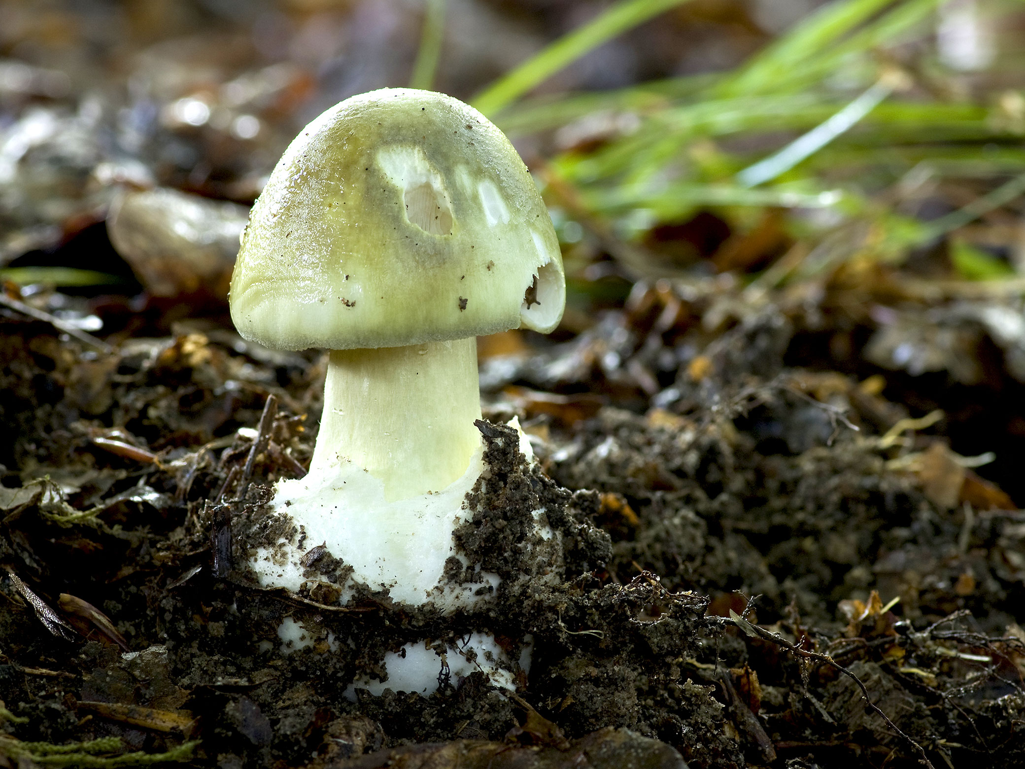 Ядовитые грибы Сахалина