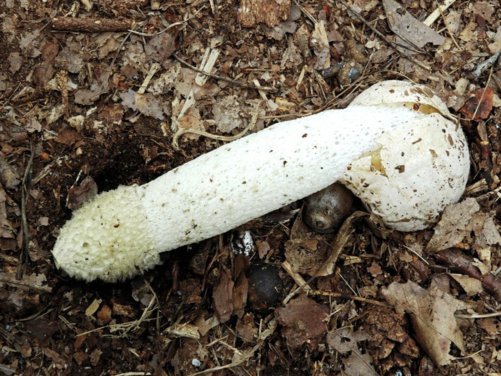Весёлка обыкновенная съедобные грибы