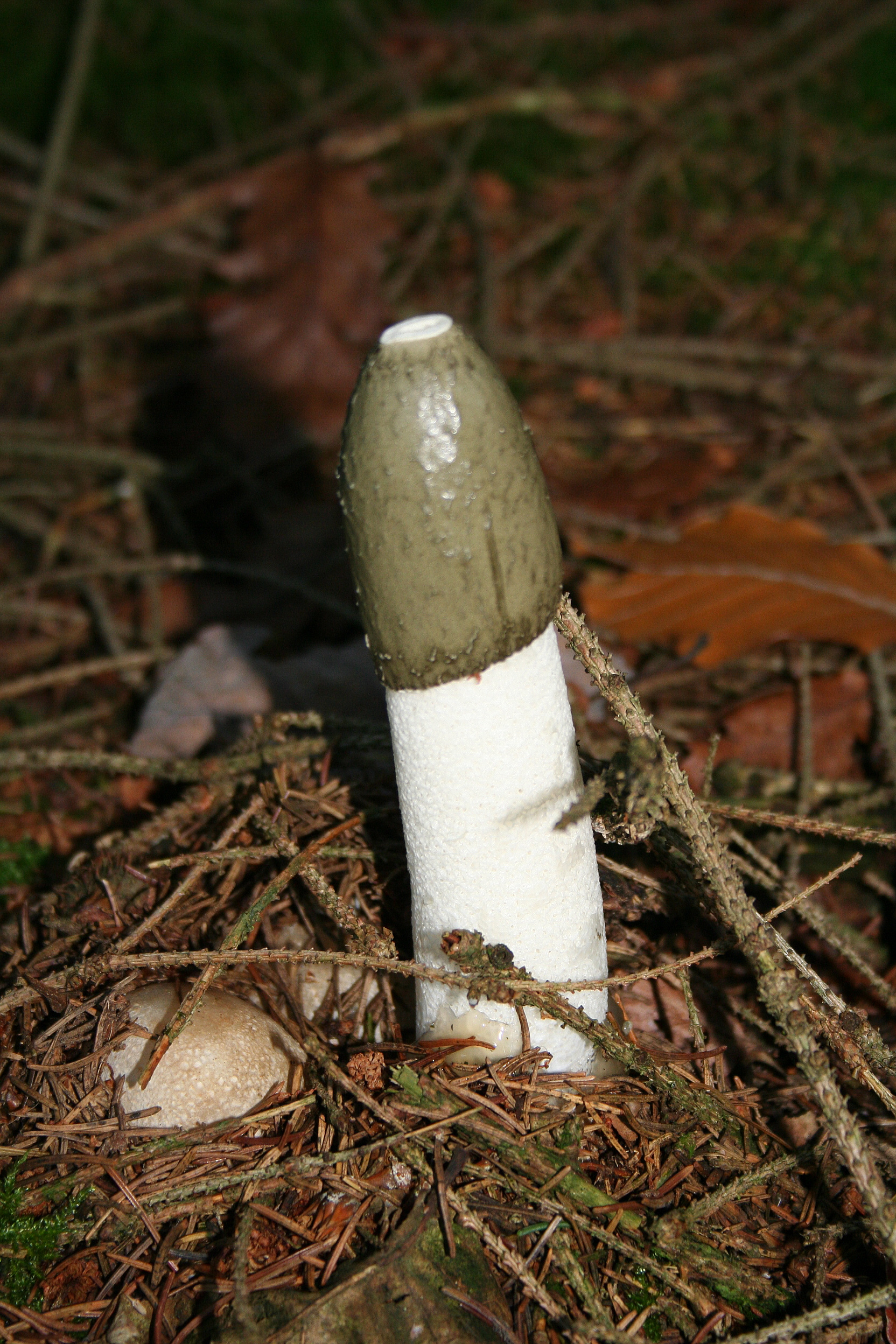 Phallus гриб Веселка