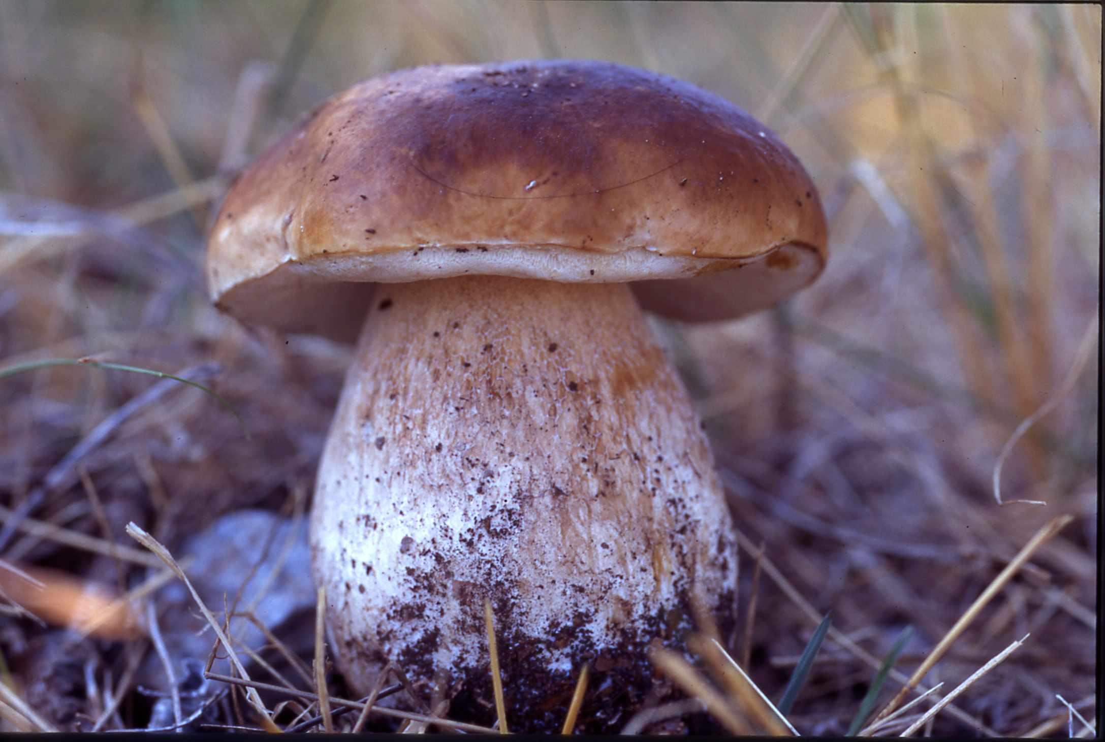 Белый гриб картинка