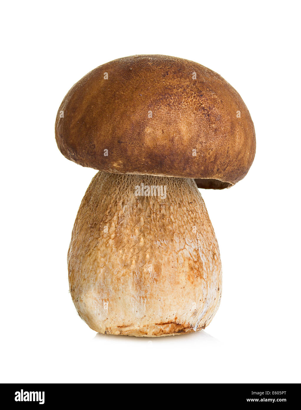 Белый гриб Боровик на белом фоне