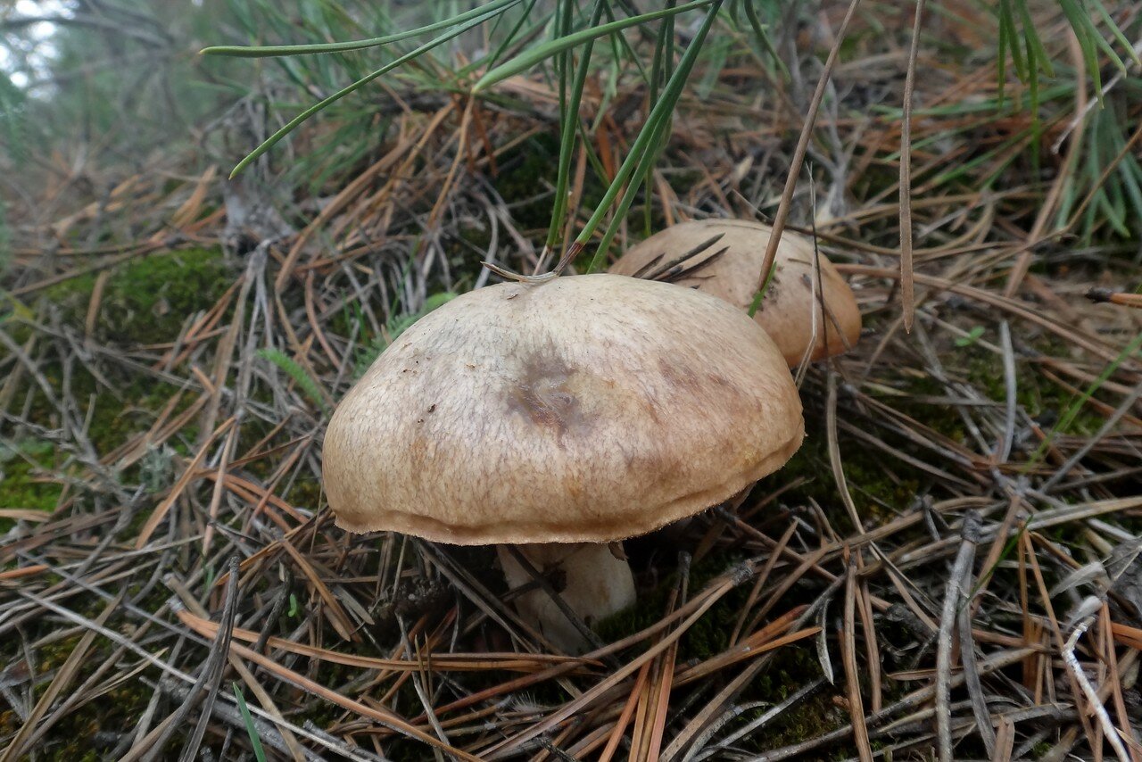 Зеленушка гриб в Ростовской области