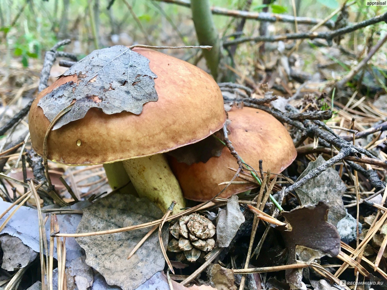 съедобные грибы псковской области фото и название