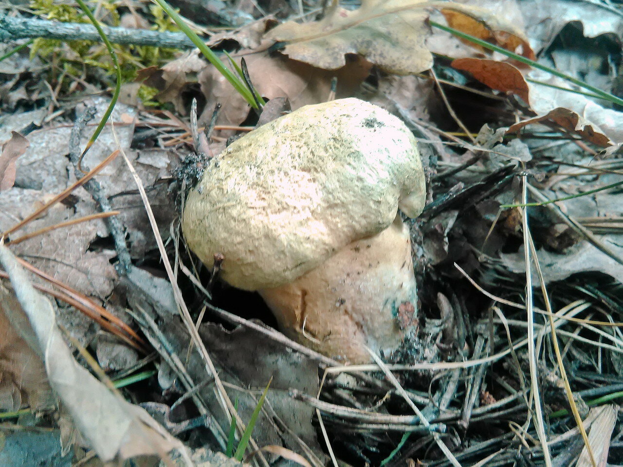 Съедобные грибы волгоградской области фото и название