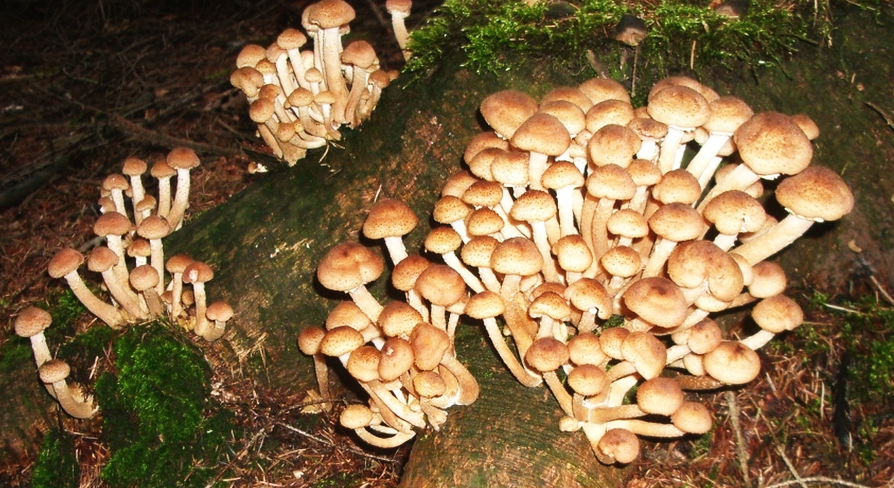 Опята грибы