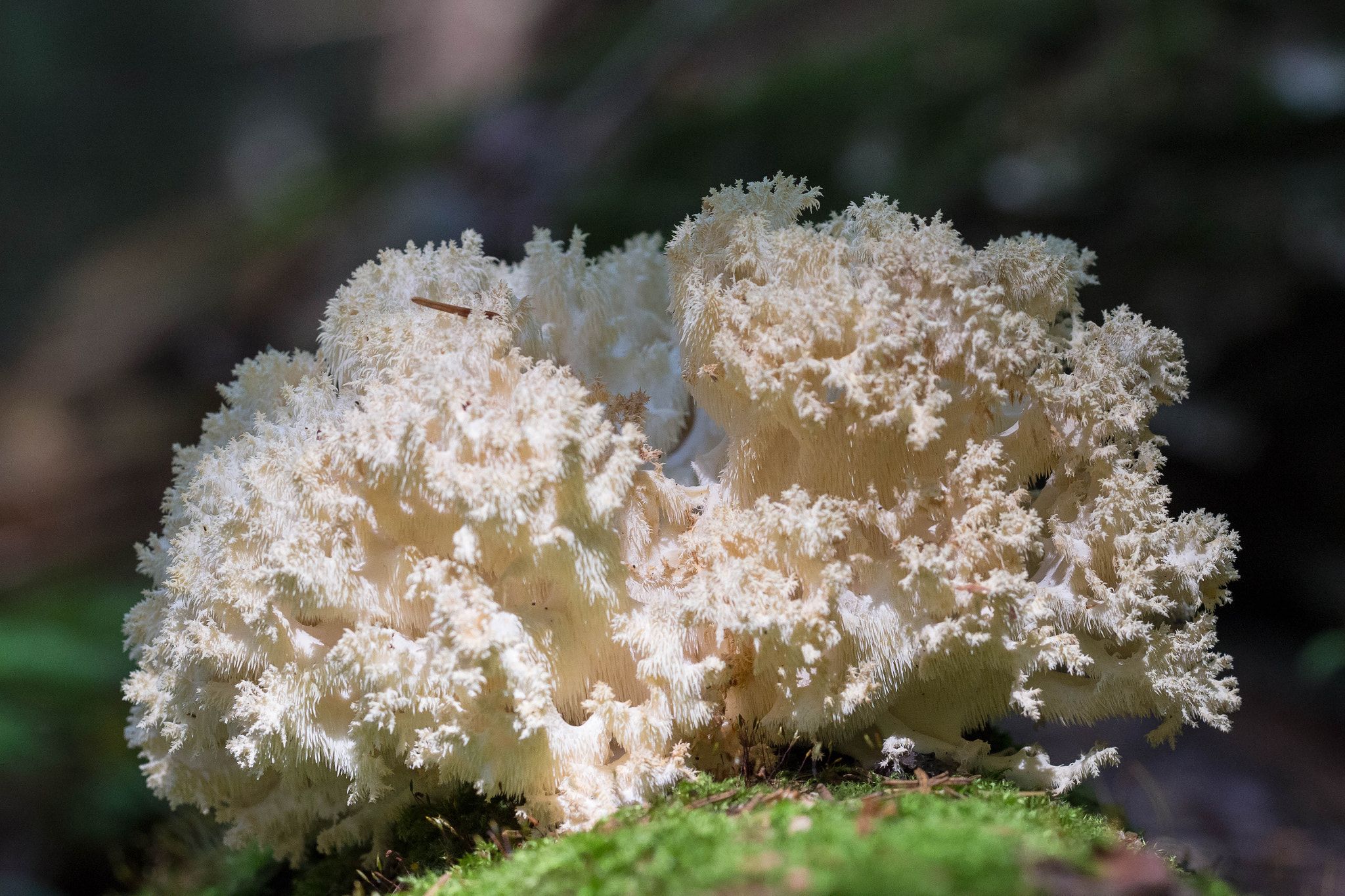 Коралловый гриб фото и описание съедобный