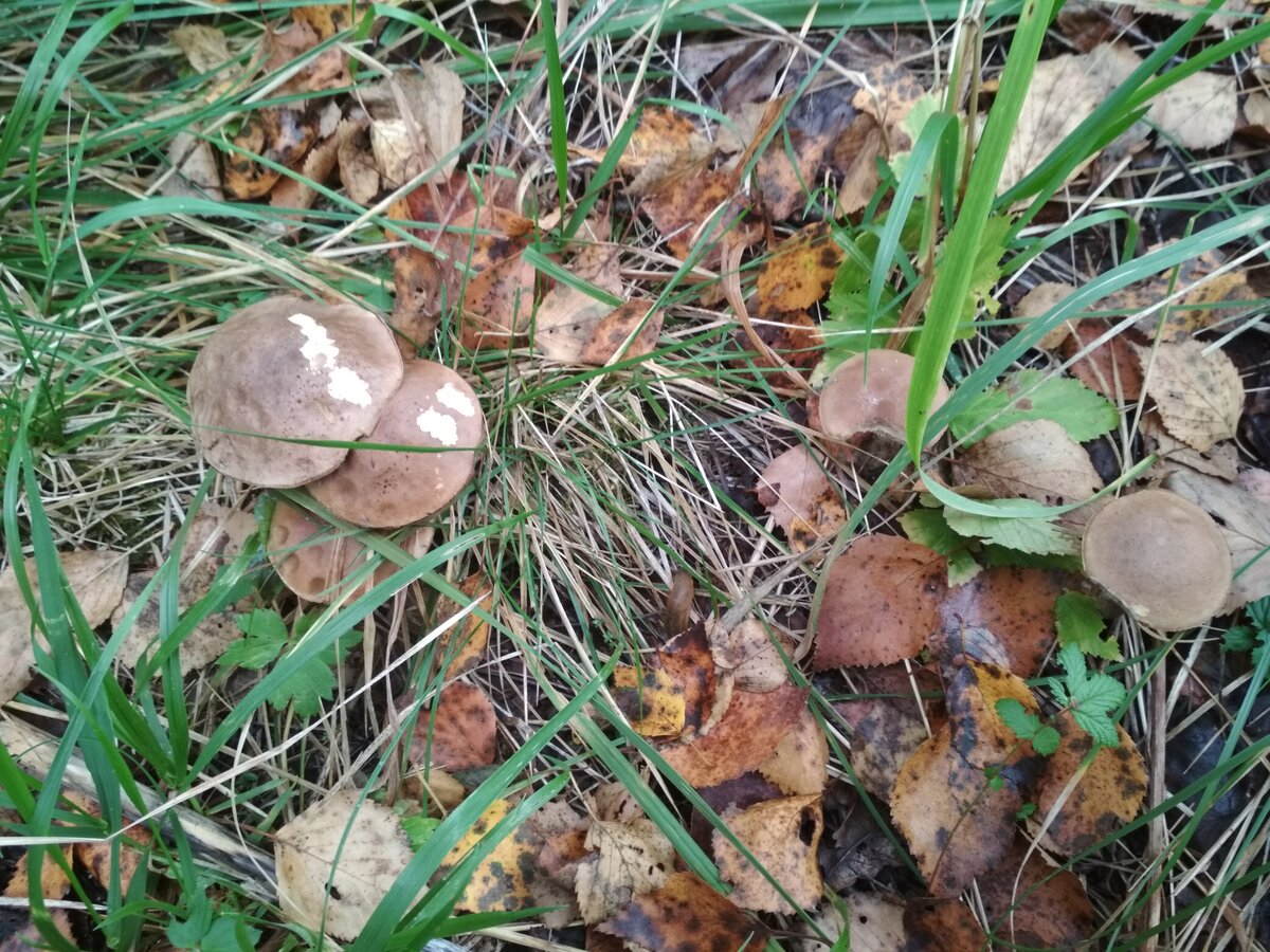 Осенние грибы Подмосковья