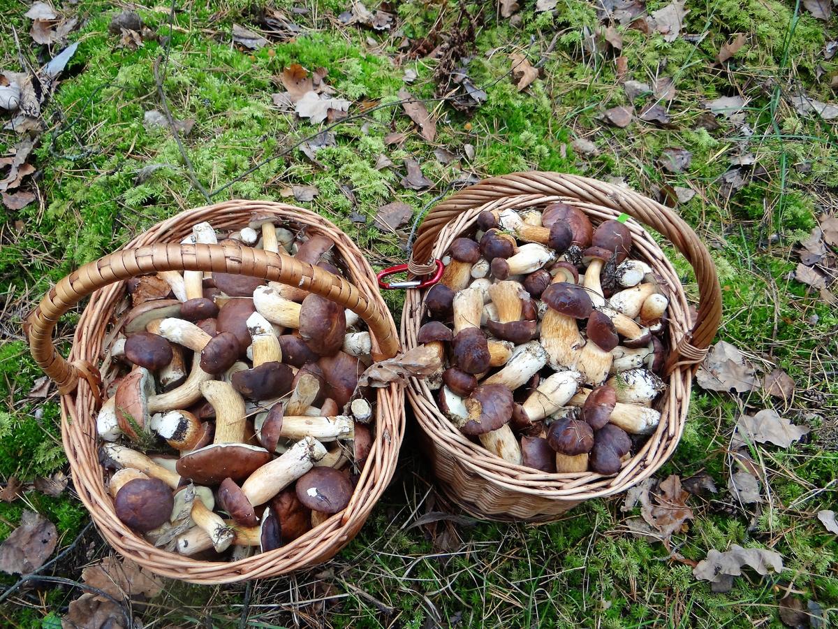 Октябрьские грибы