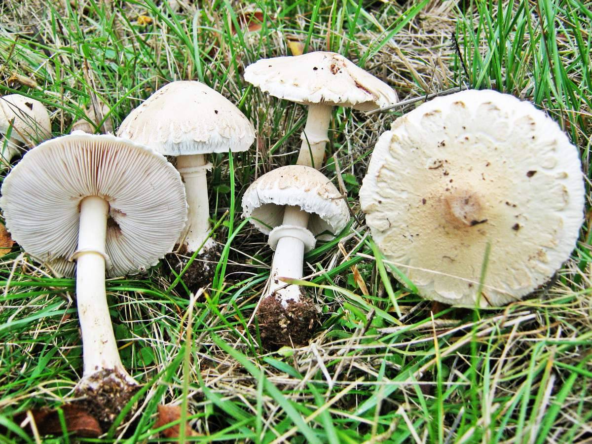 фото грибов белого цвета с названиями