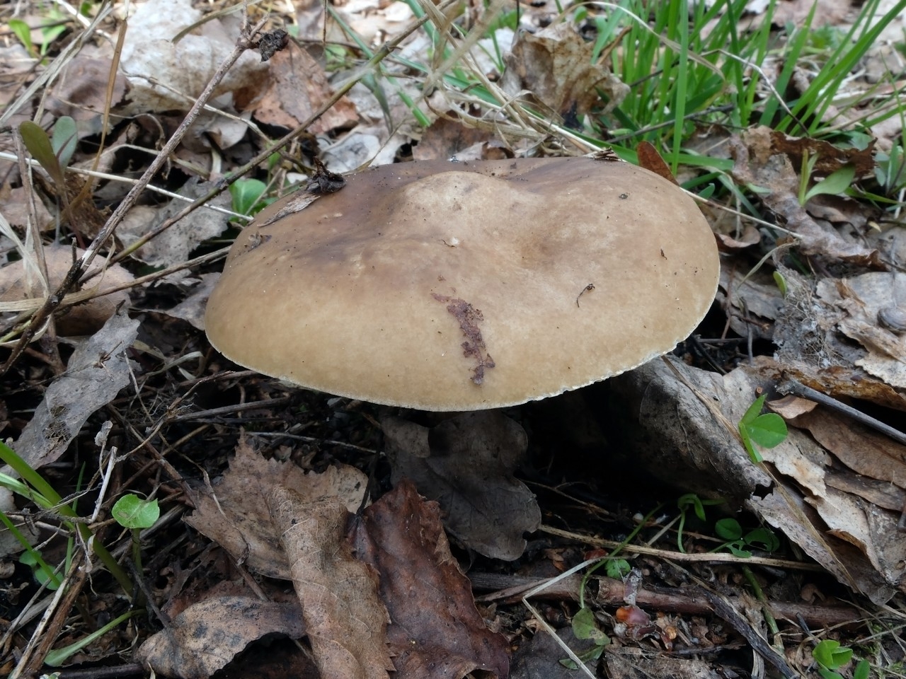 Салоники грибы