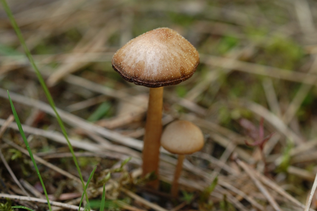 Несъедобные грибы Кузбасса
