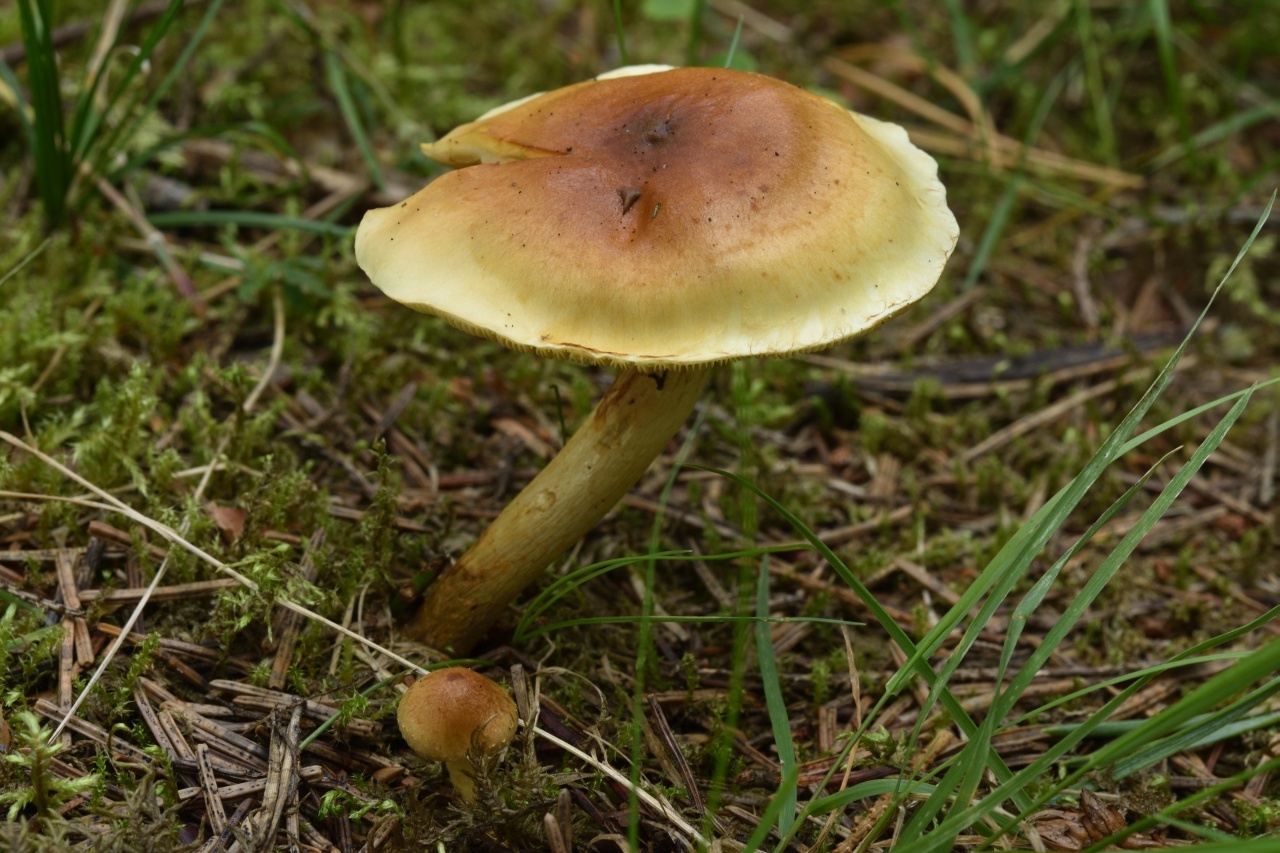 Белорусские грибы виды