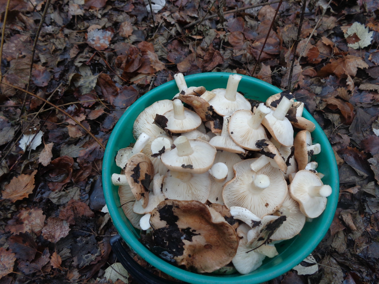 Подтопольники грибы наросты