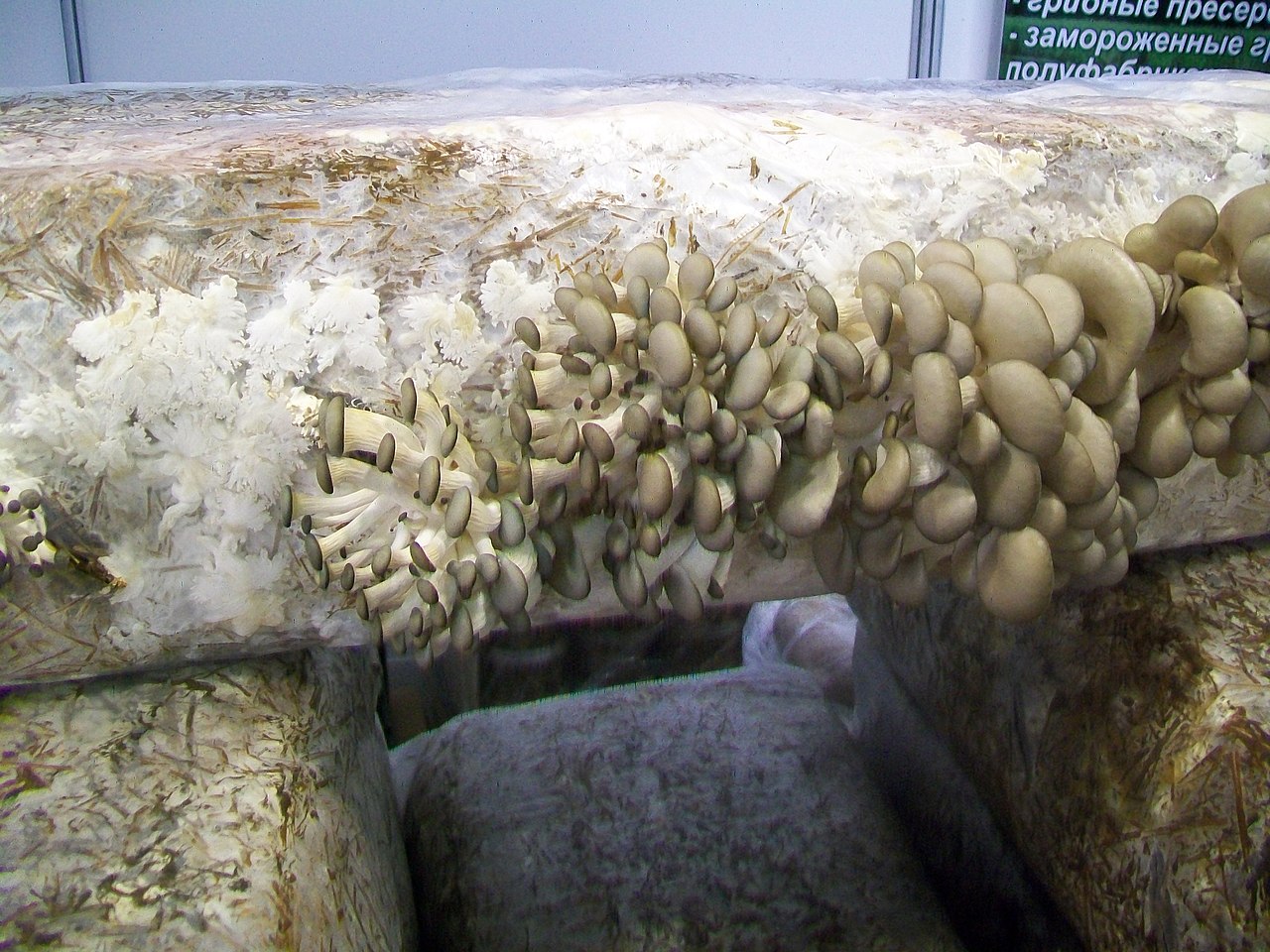 Культивируемые грибы вешенка