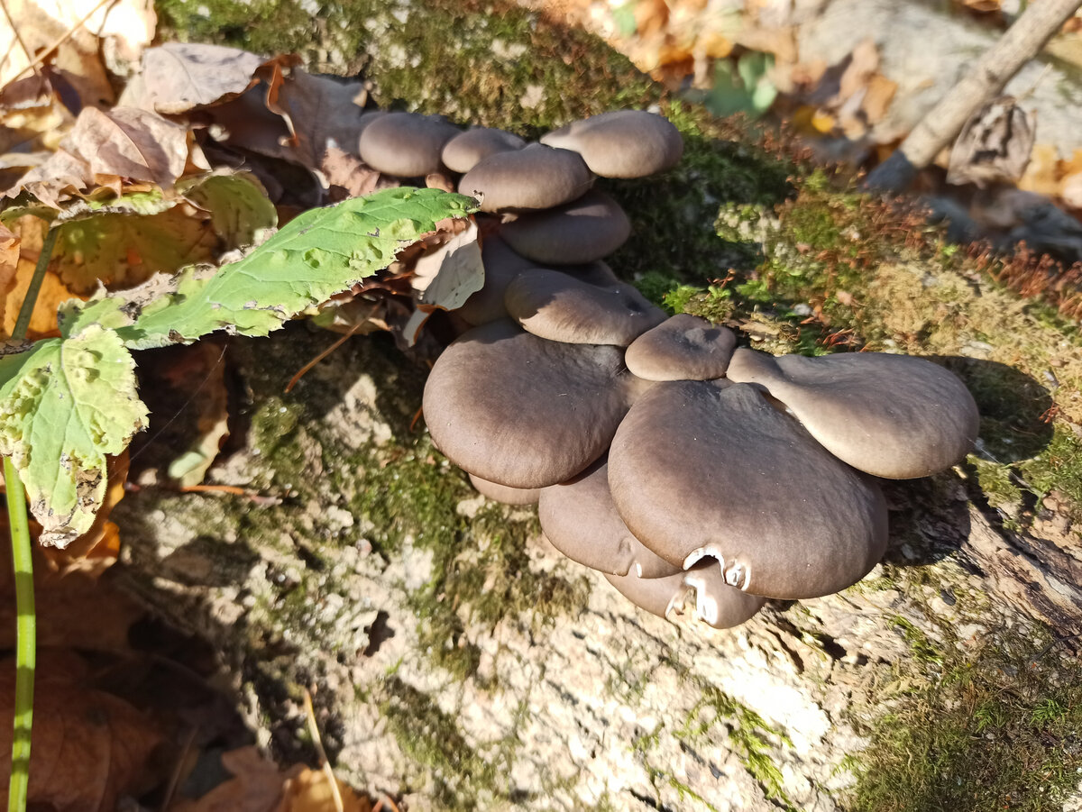Болезни грибов вешенка фото и описание