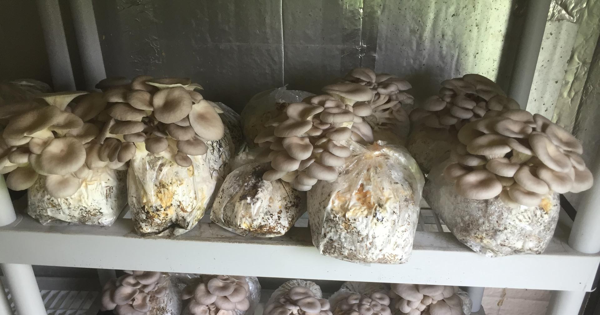 Какие грибы можно есть детям