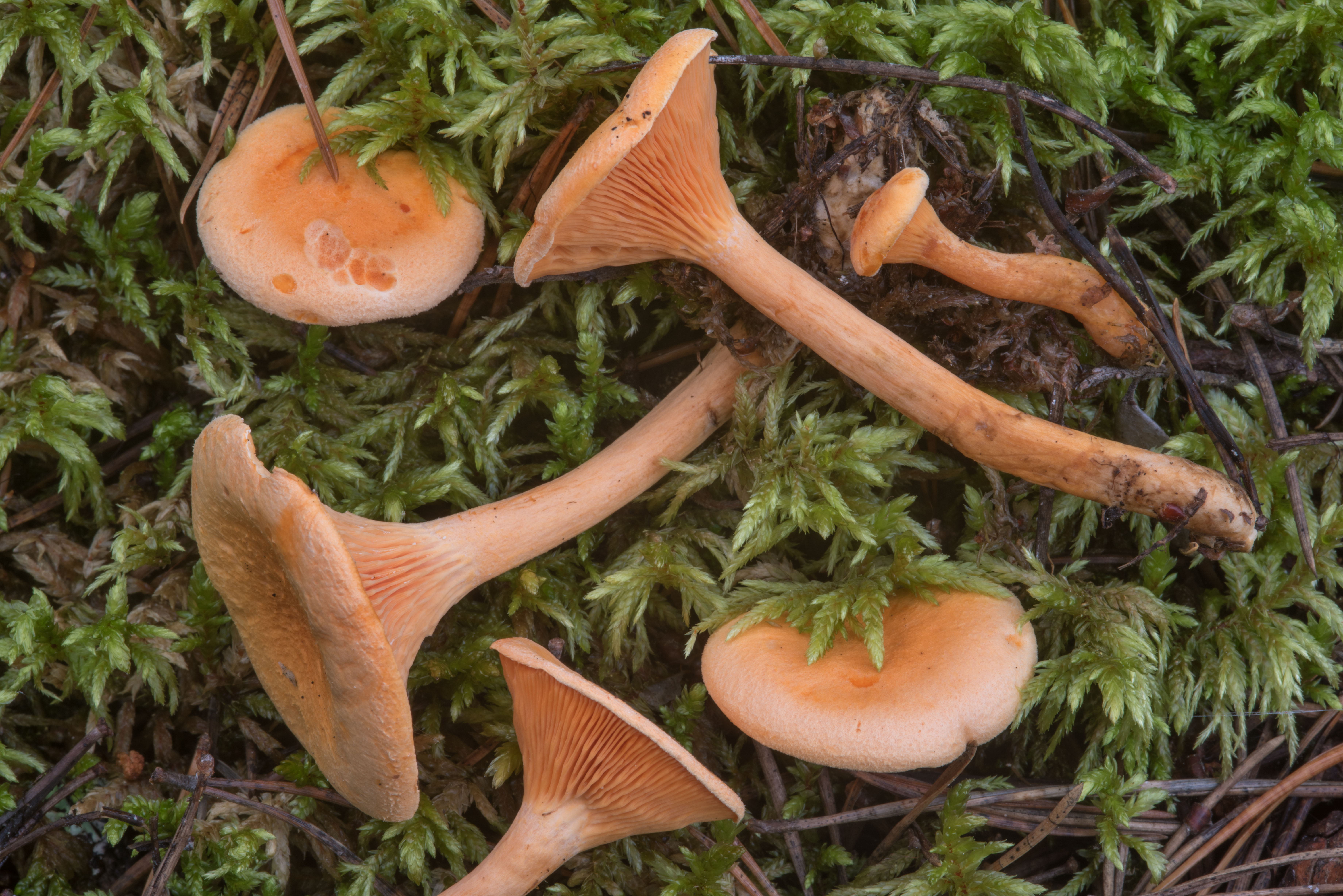 грибы похожие на лисички фото
