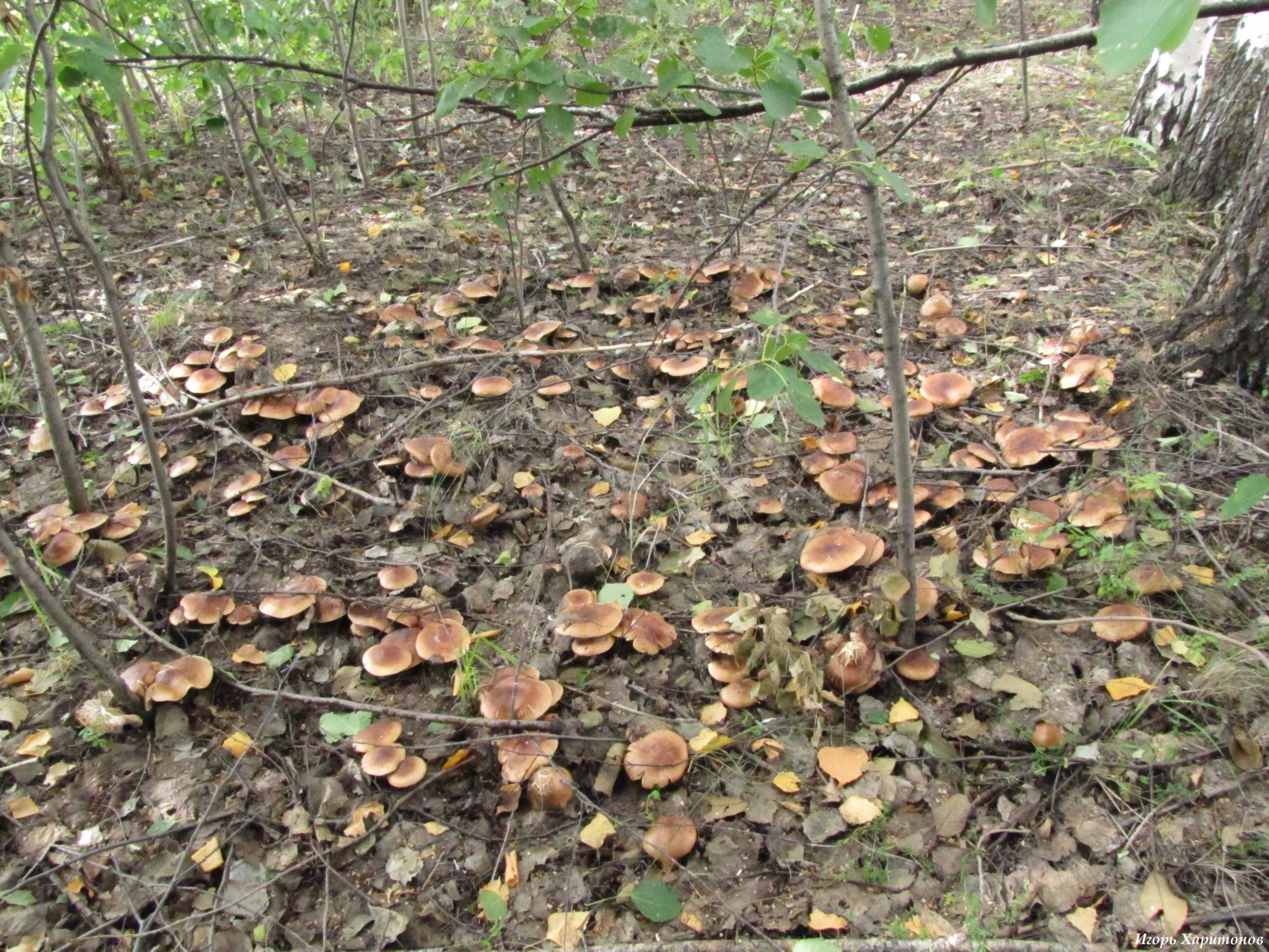 Тополевая дорожка грибы