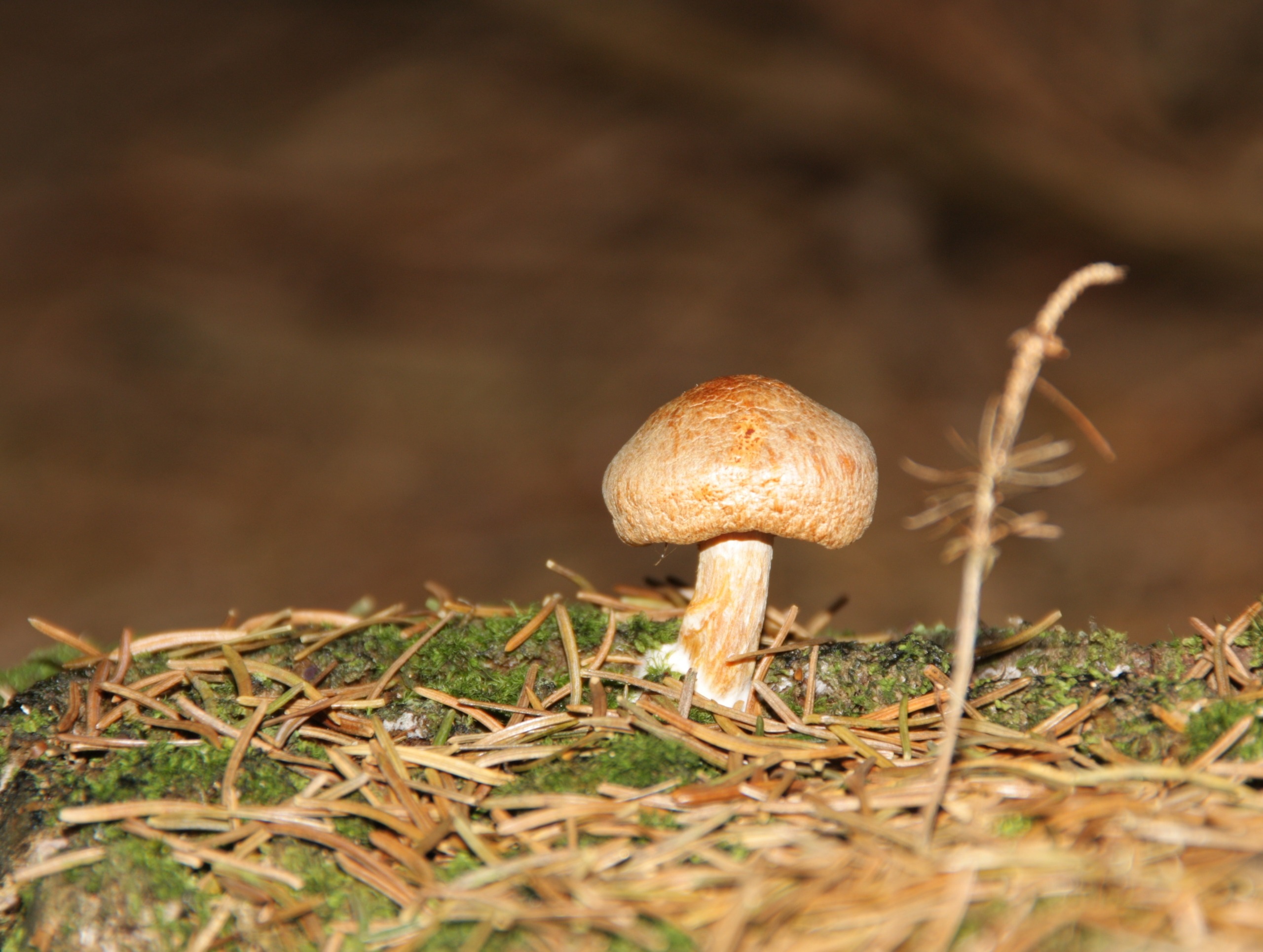 Почвенные грибы