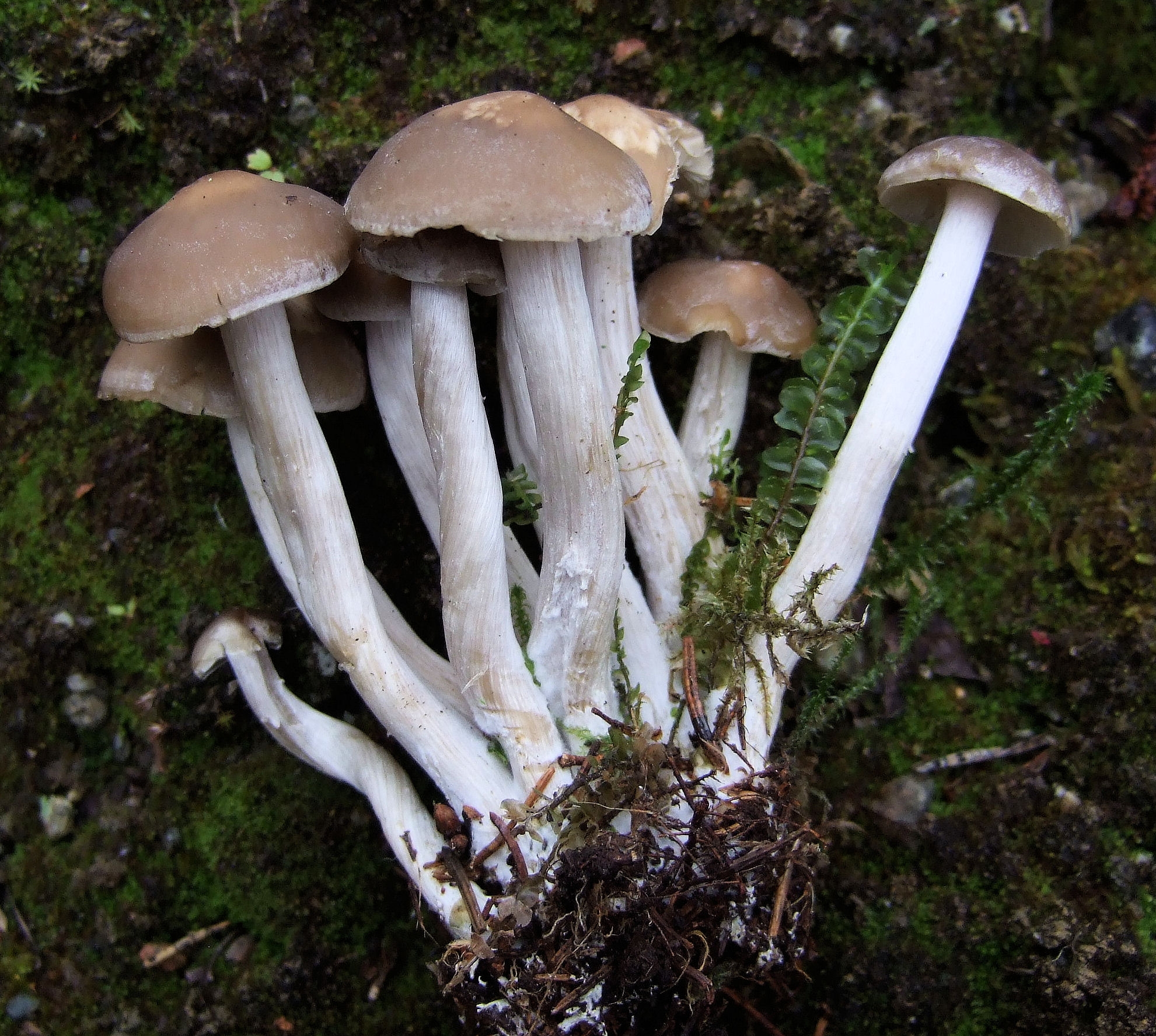 Лиофиллум грибы