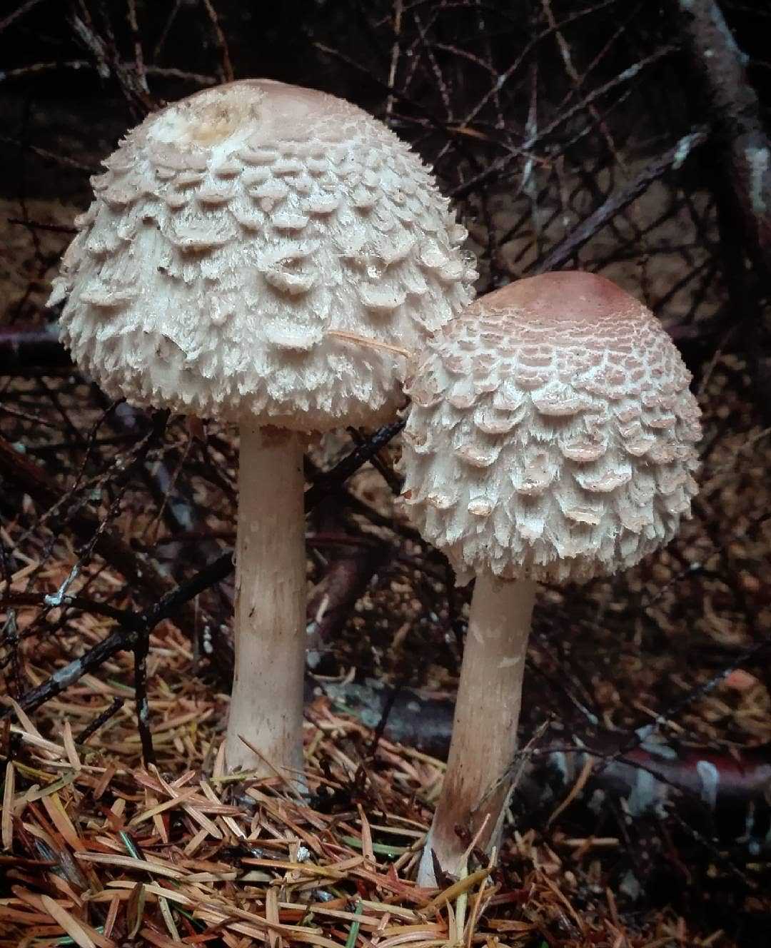 гриб зонтик краснеющий фото