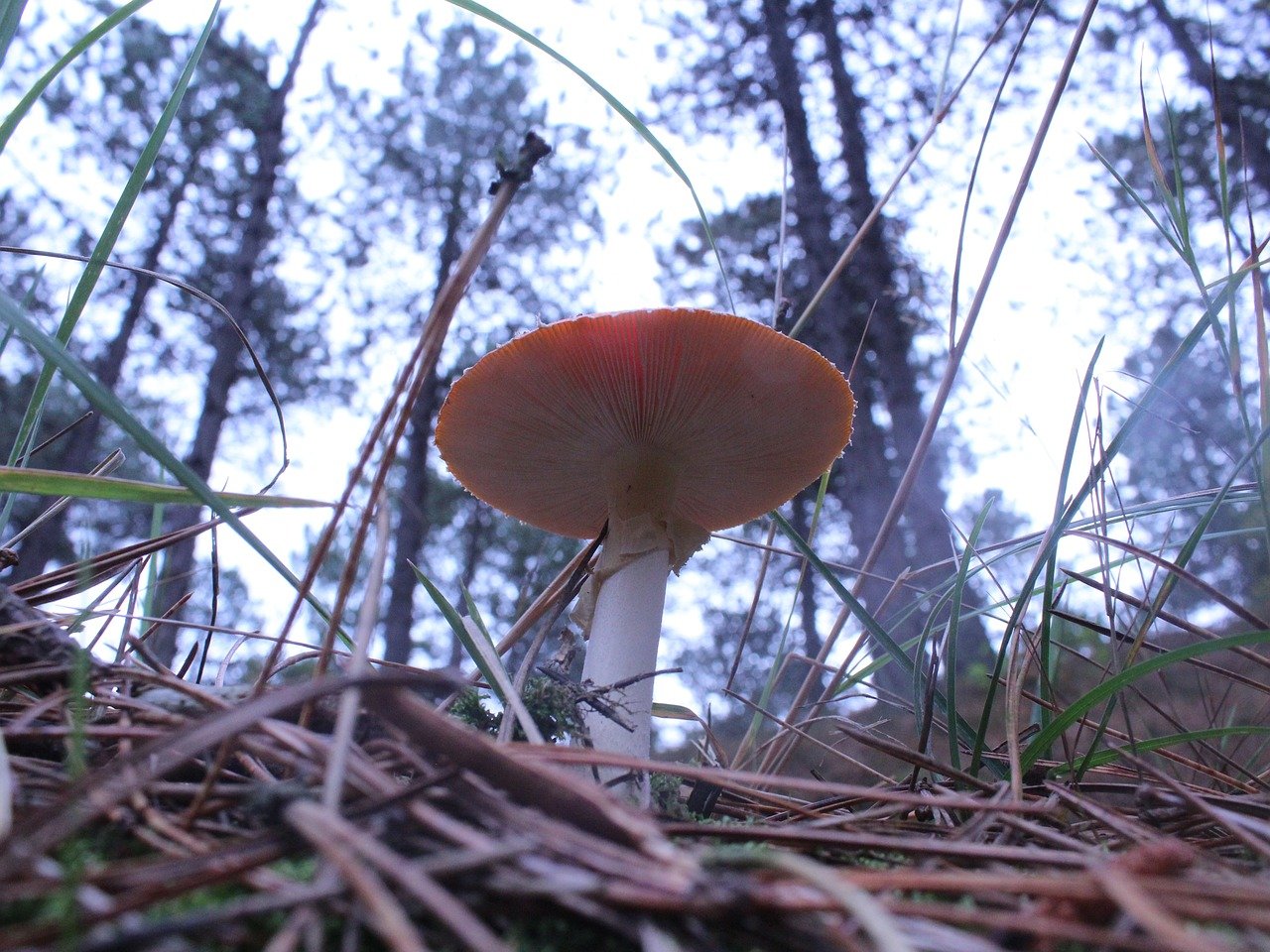 Необычные съедобные грибы. Грибы фото. Поганка гриб. Грибы в осеннем лесу.
