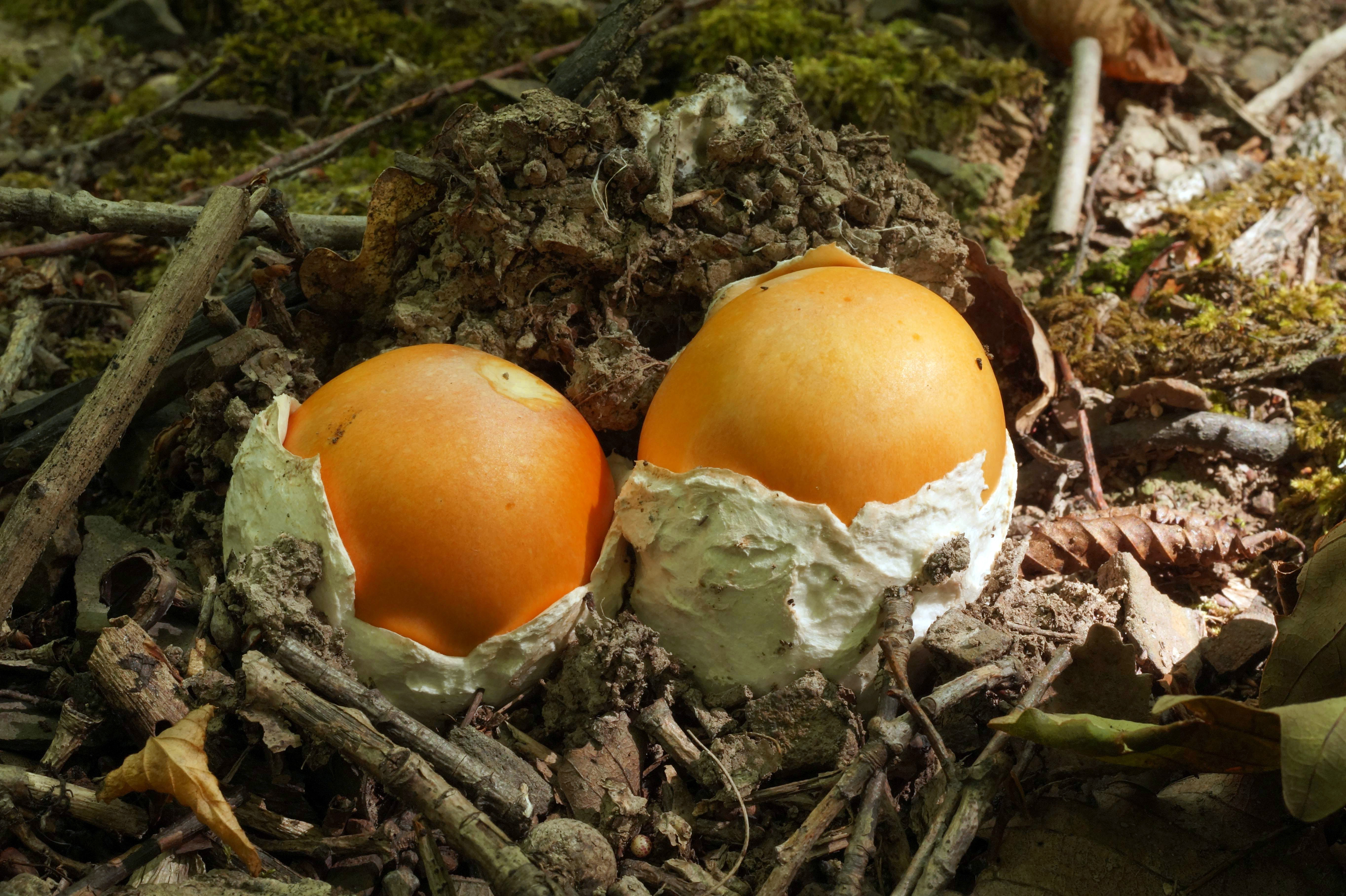 Яичный гриб в краснодарском крае фото и описание