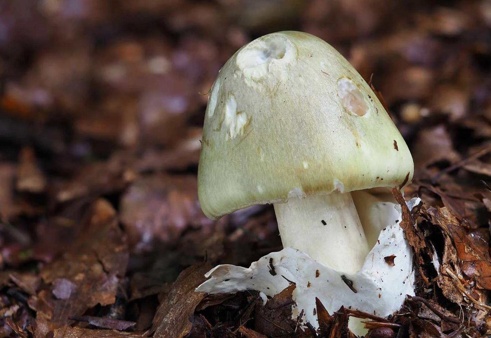 Бледная поганка (Amanita phalloides). Amanita Death cap. Бледная поганка гриб фото. Неизвестные грибы. Поганки 7